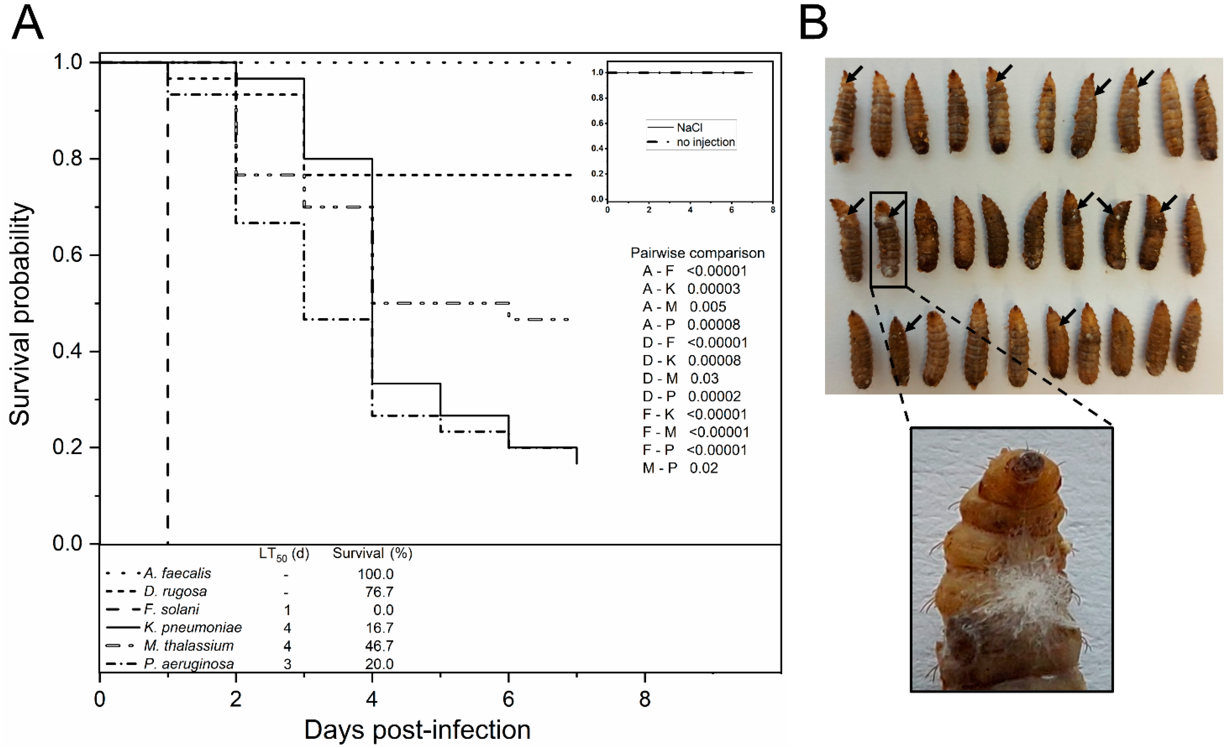 Microorganisms 10 00319 g006