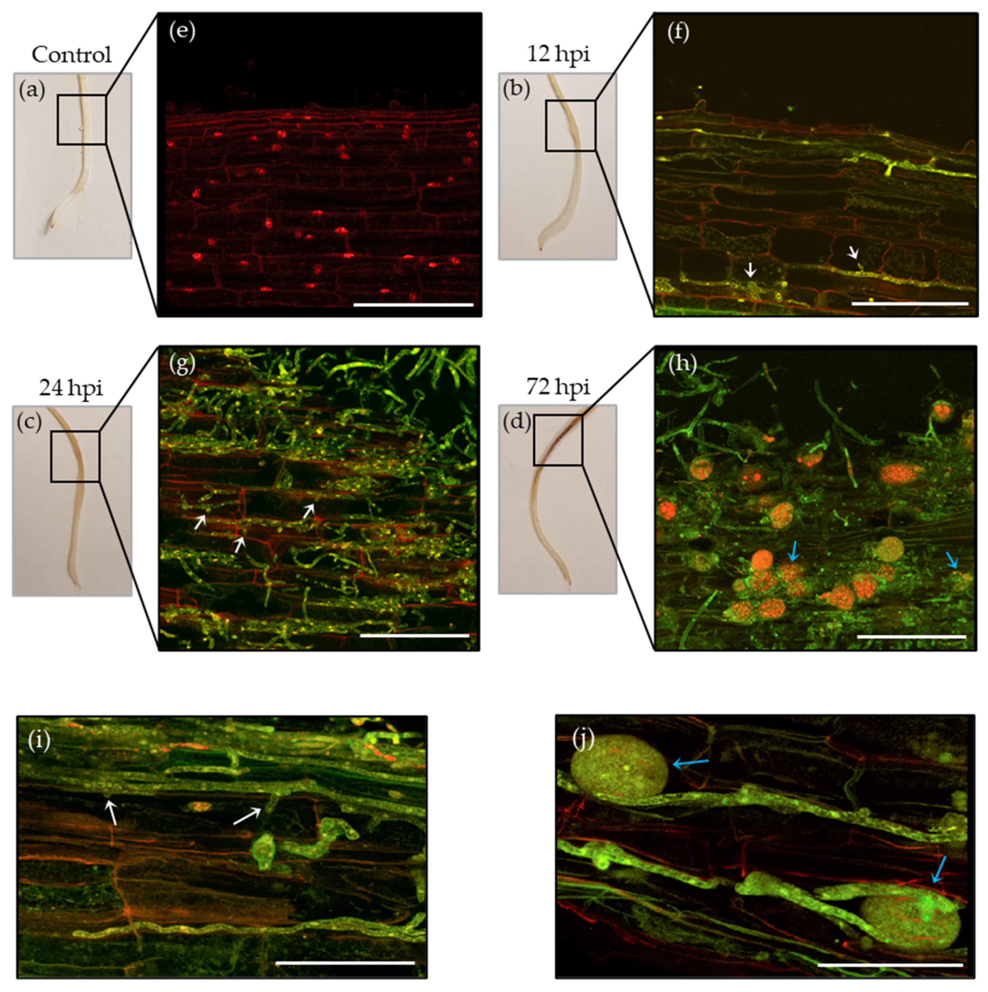 Microorganisms 10 00343 g001