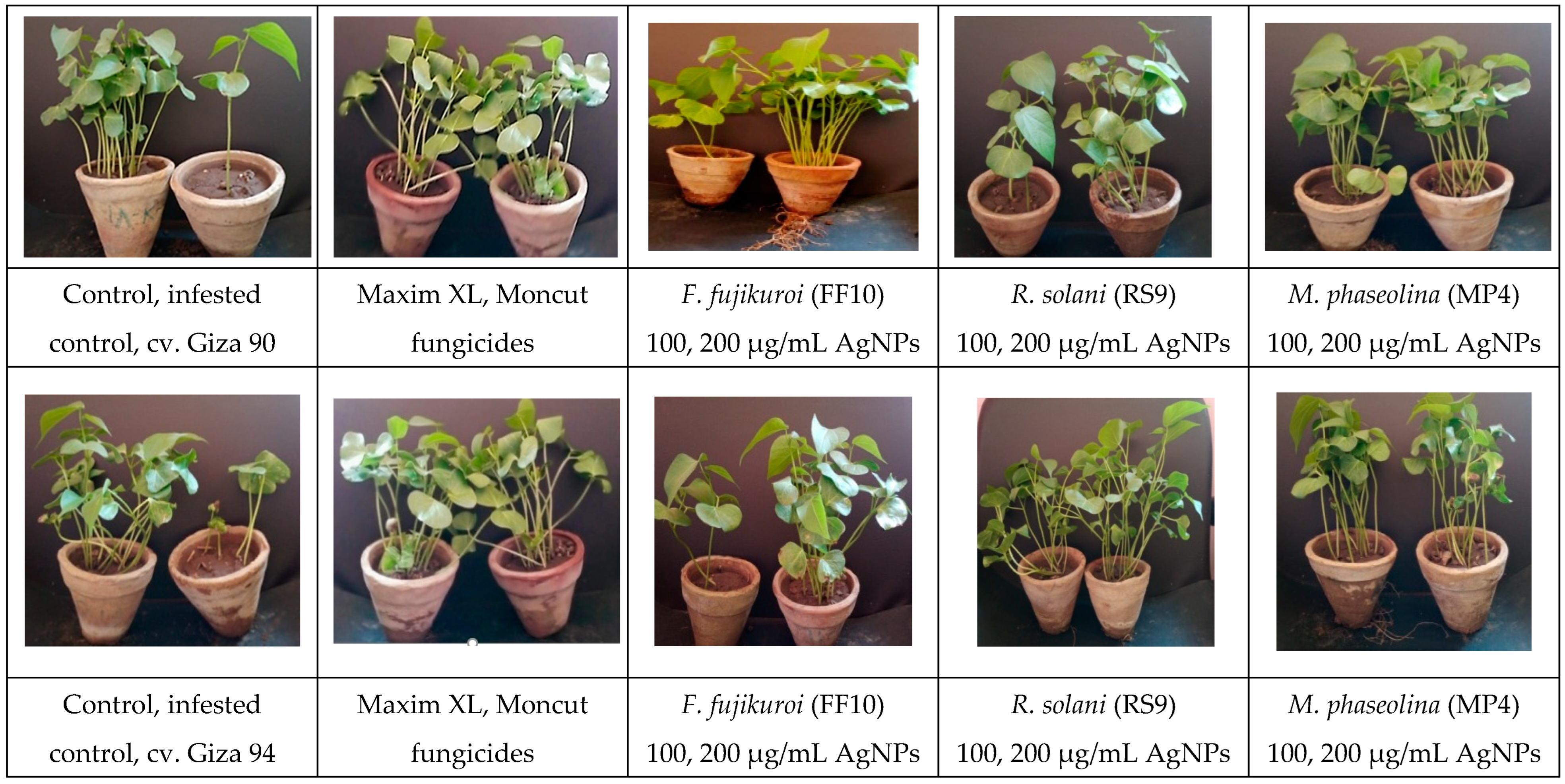 Microorganisms 10 00344 g012