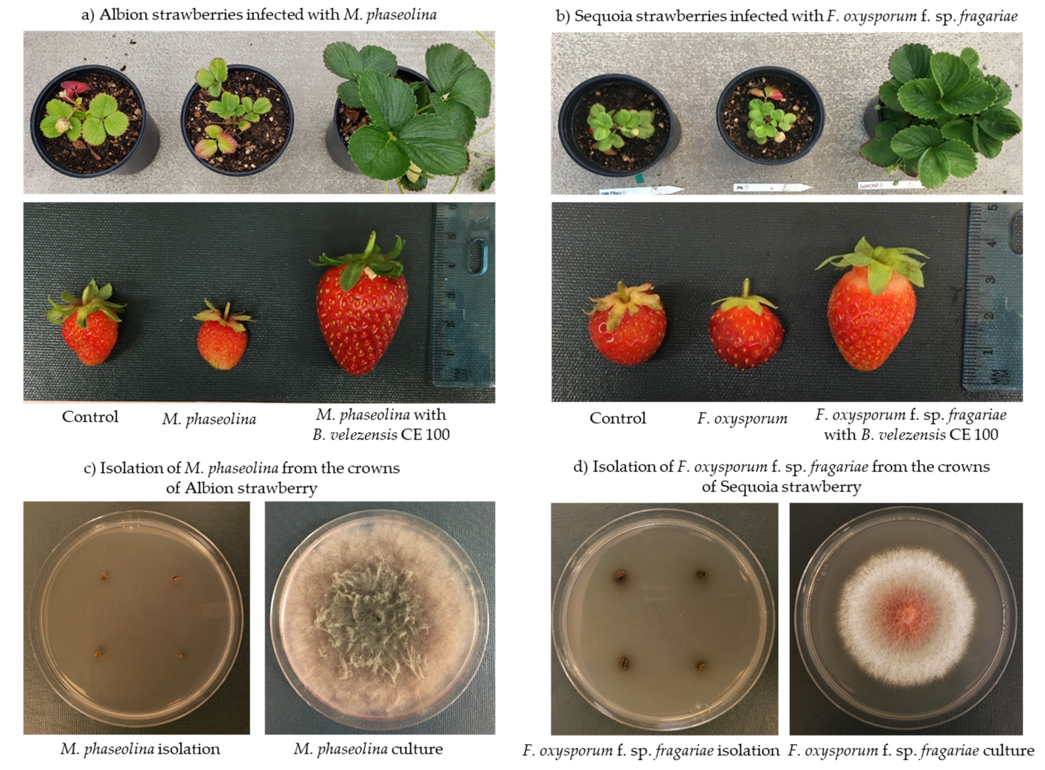 Microorganisms | Free Full-Text | Control of Fungal Diseases and Fruit Yield  Improvement of Strawberry Using Bacillus velezensis CE 100 | HTML