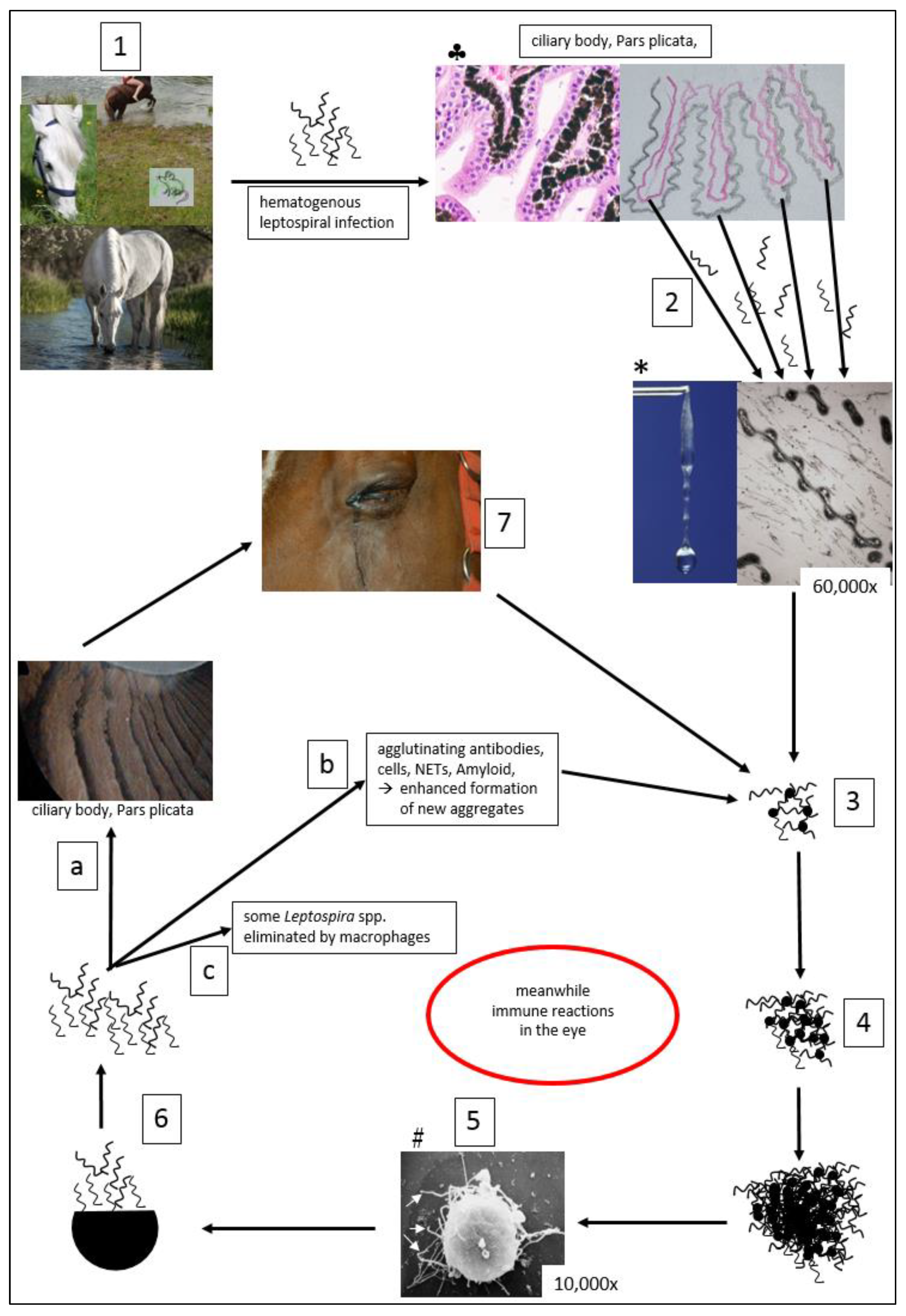 Microorganisms | Free Full-Text | Infectious Uveitis in Horses and New  Insights in Its Leptospiral Biofilm-Related Pathogenesis | HTML