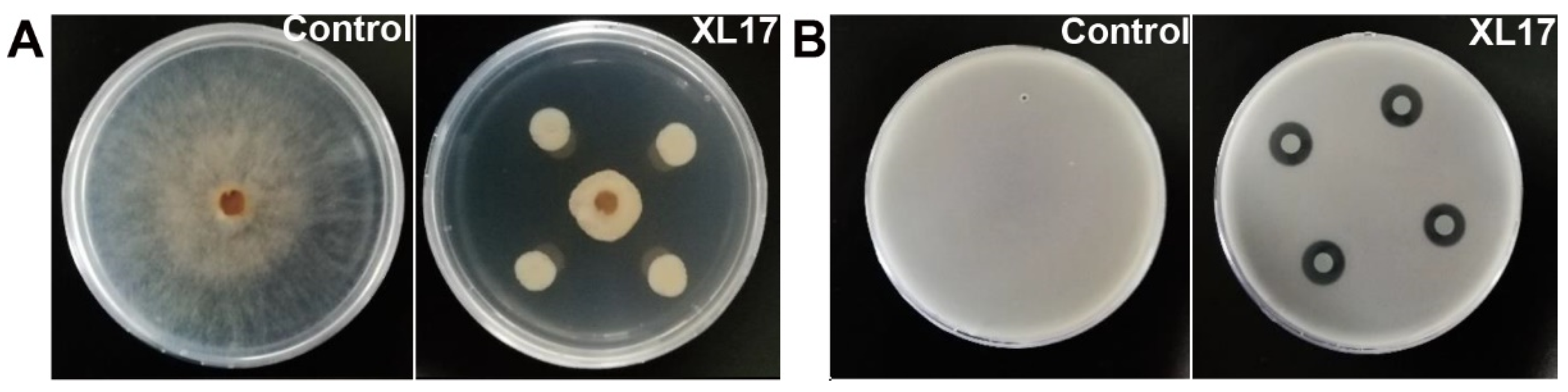 Microorganisms 10 00425 g001