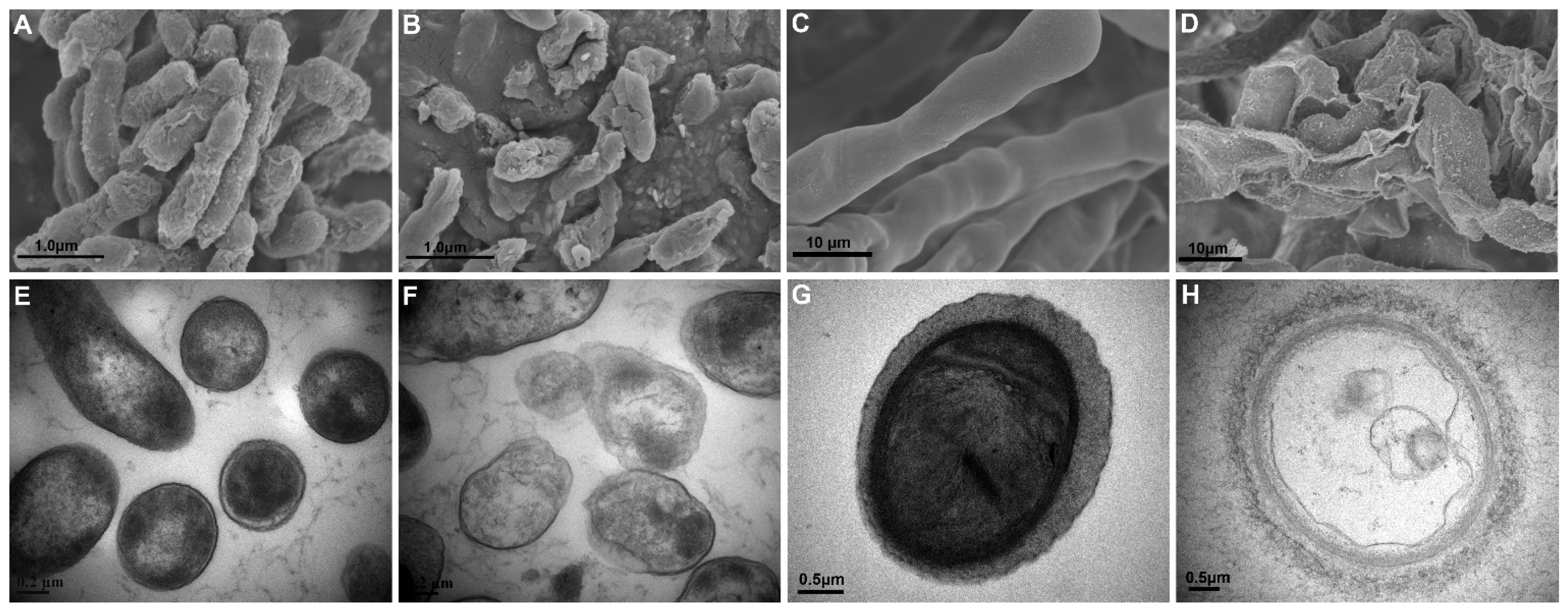 Microorganisms 10 00425 g003