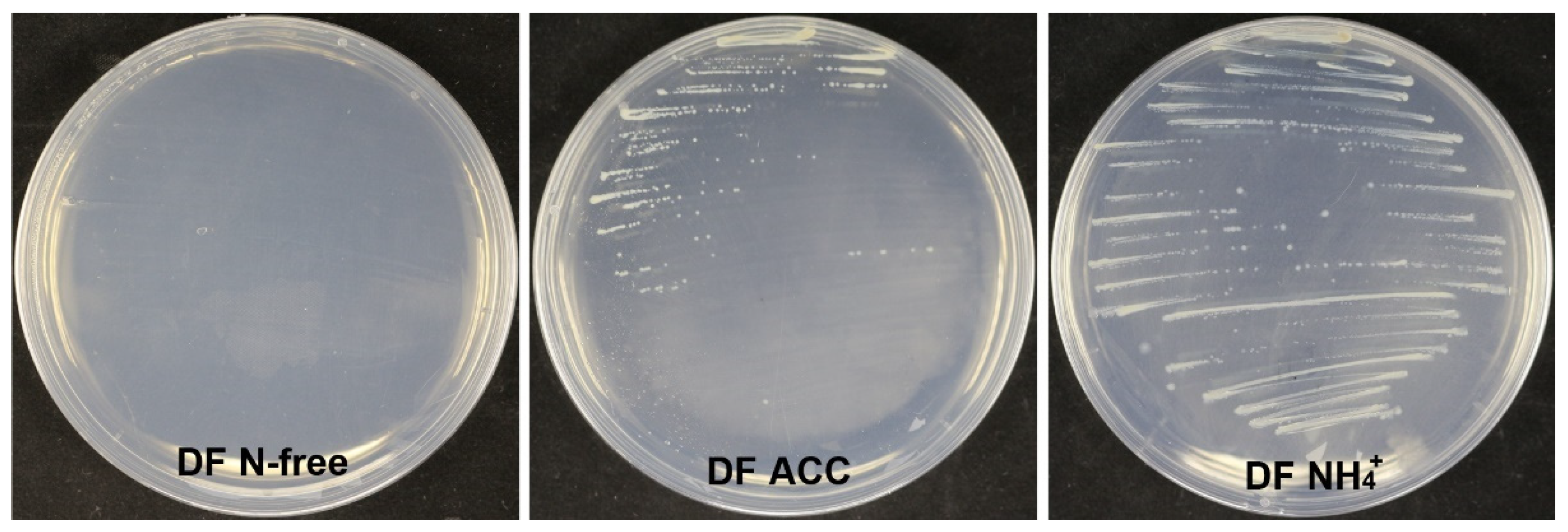 Microorganisms 10 00425 g010