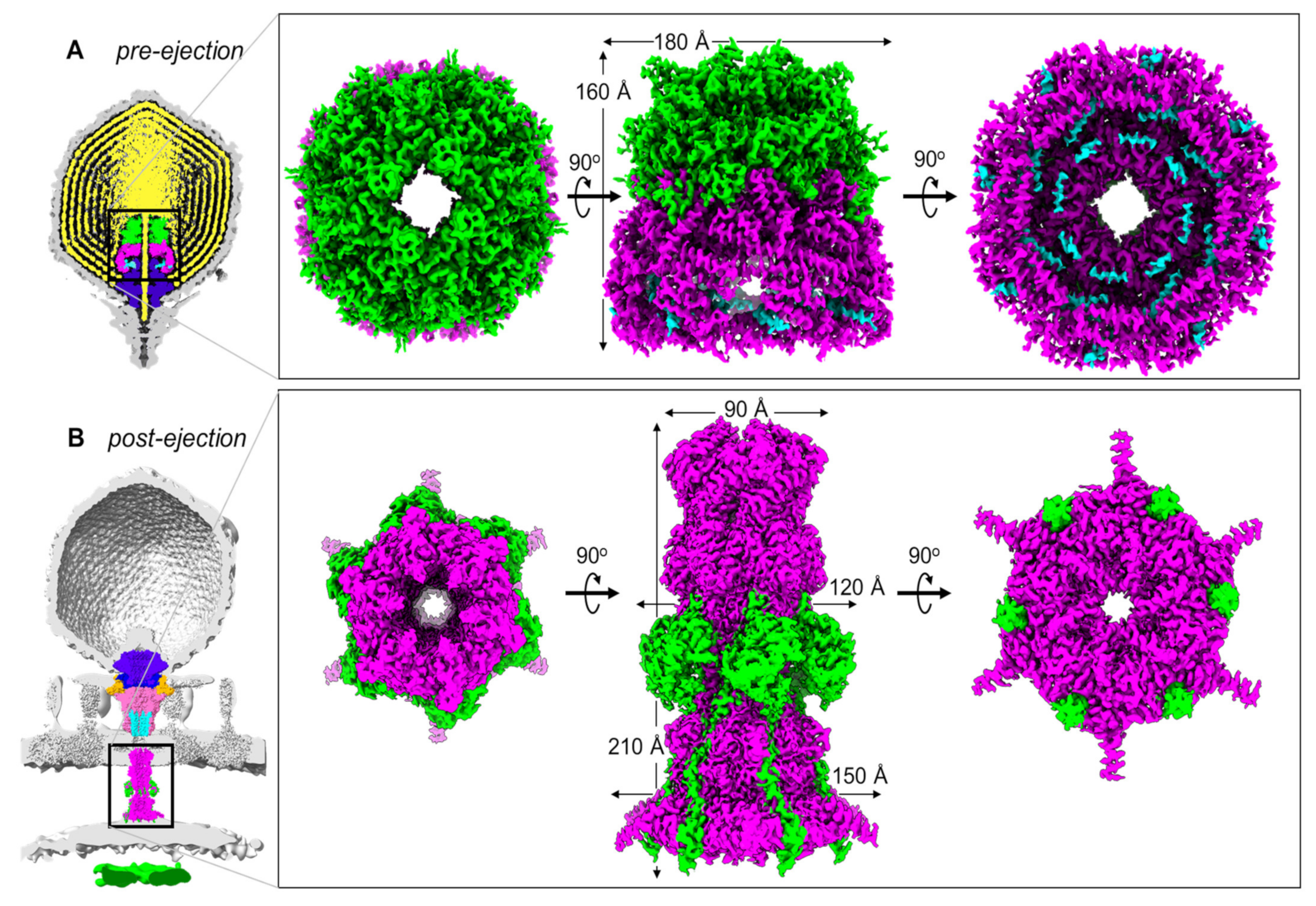 Microorganisms | Free Full-Text | Viral Ejection Proteins