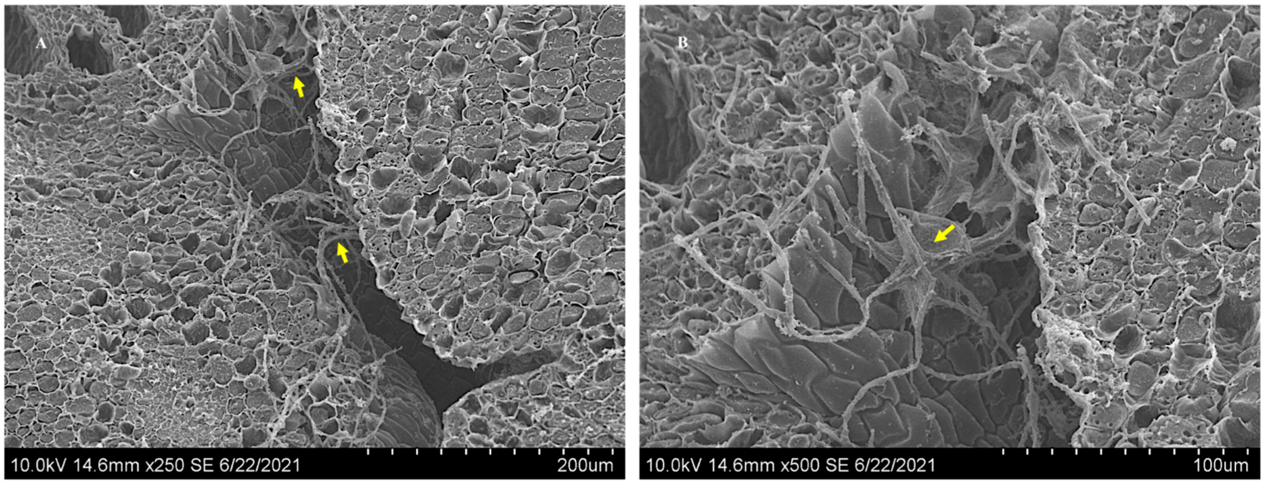 Microorganisms 10 00545 g007