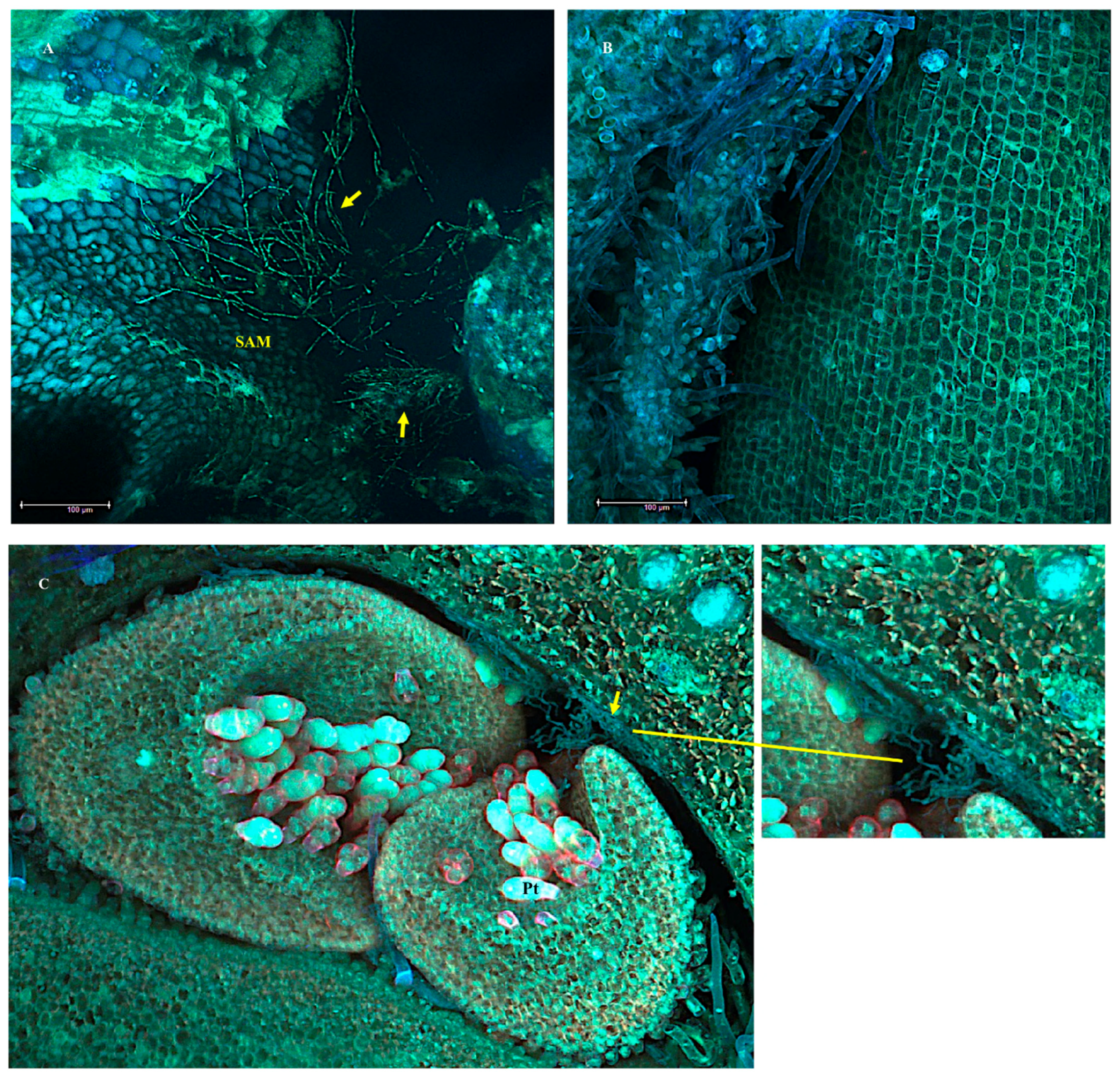Microorganisms 10 00545 g008