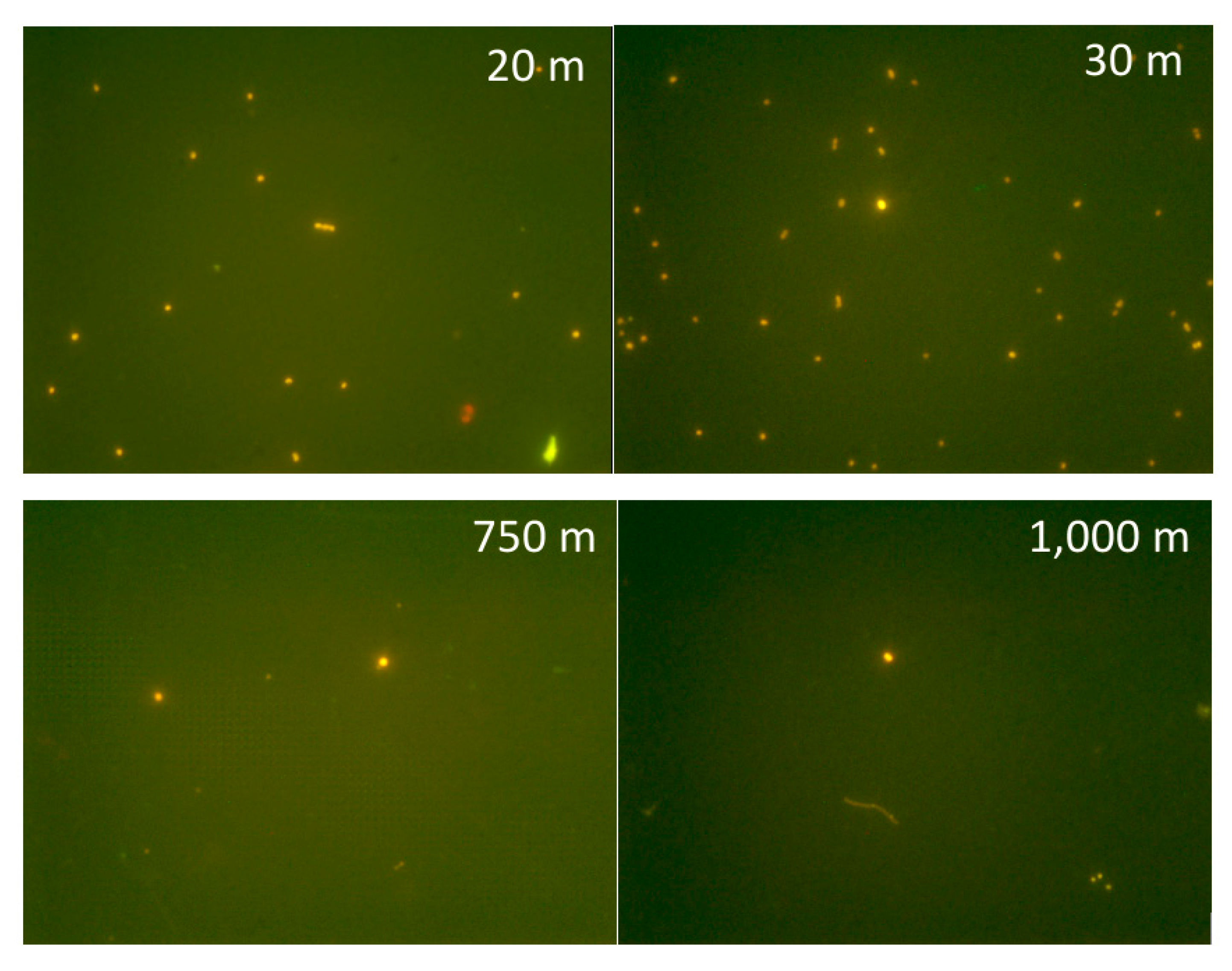 Microorganisms 10 00546 g007 Microorganisms 10 00546 g007