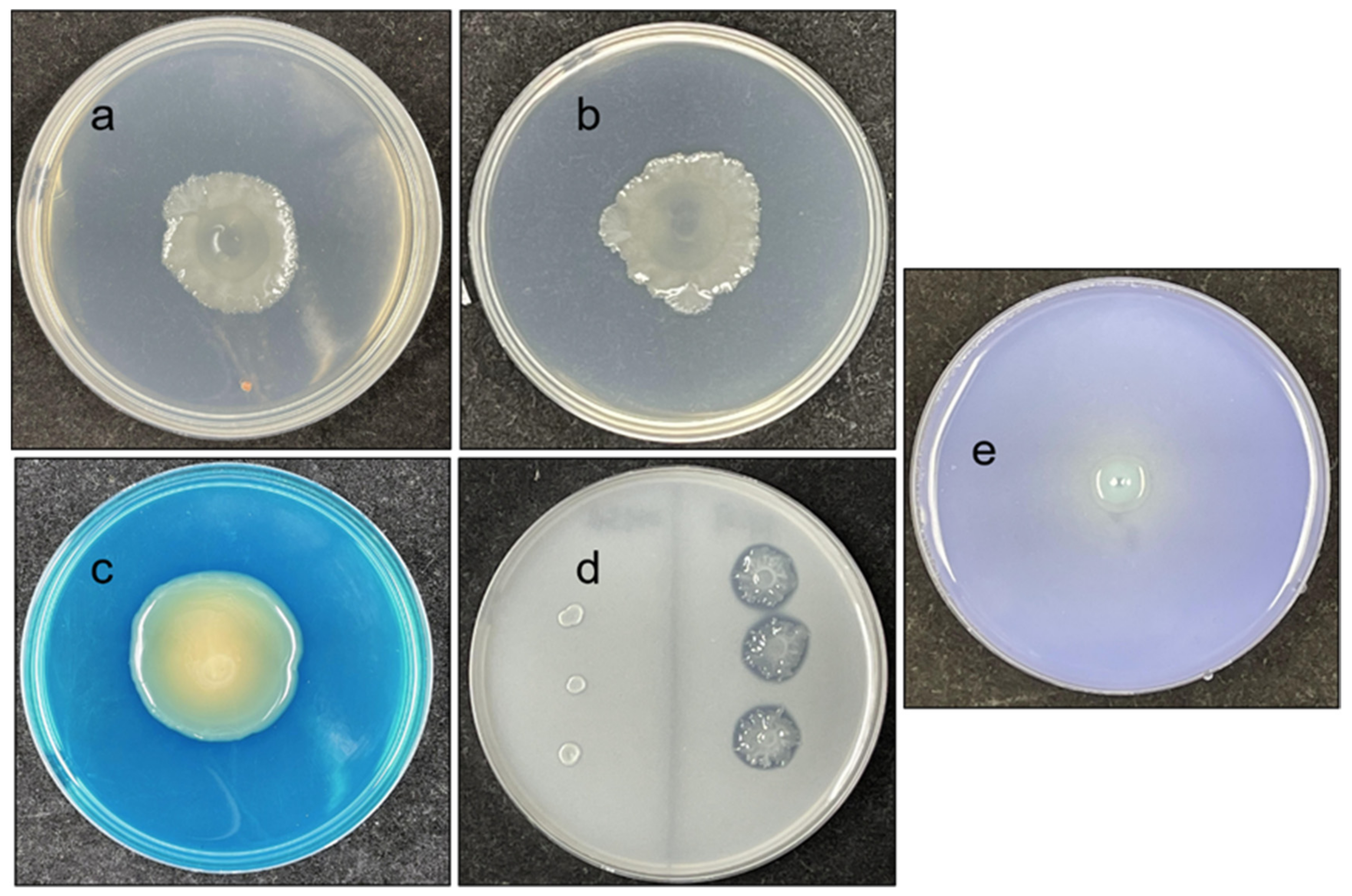 Microorganisms 10 00575 g003 Microorganisms 10 00575 g003
