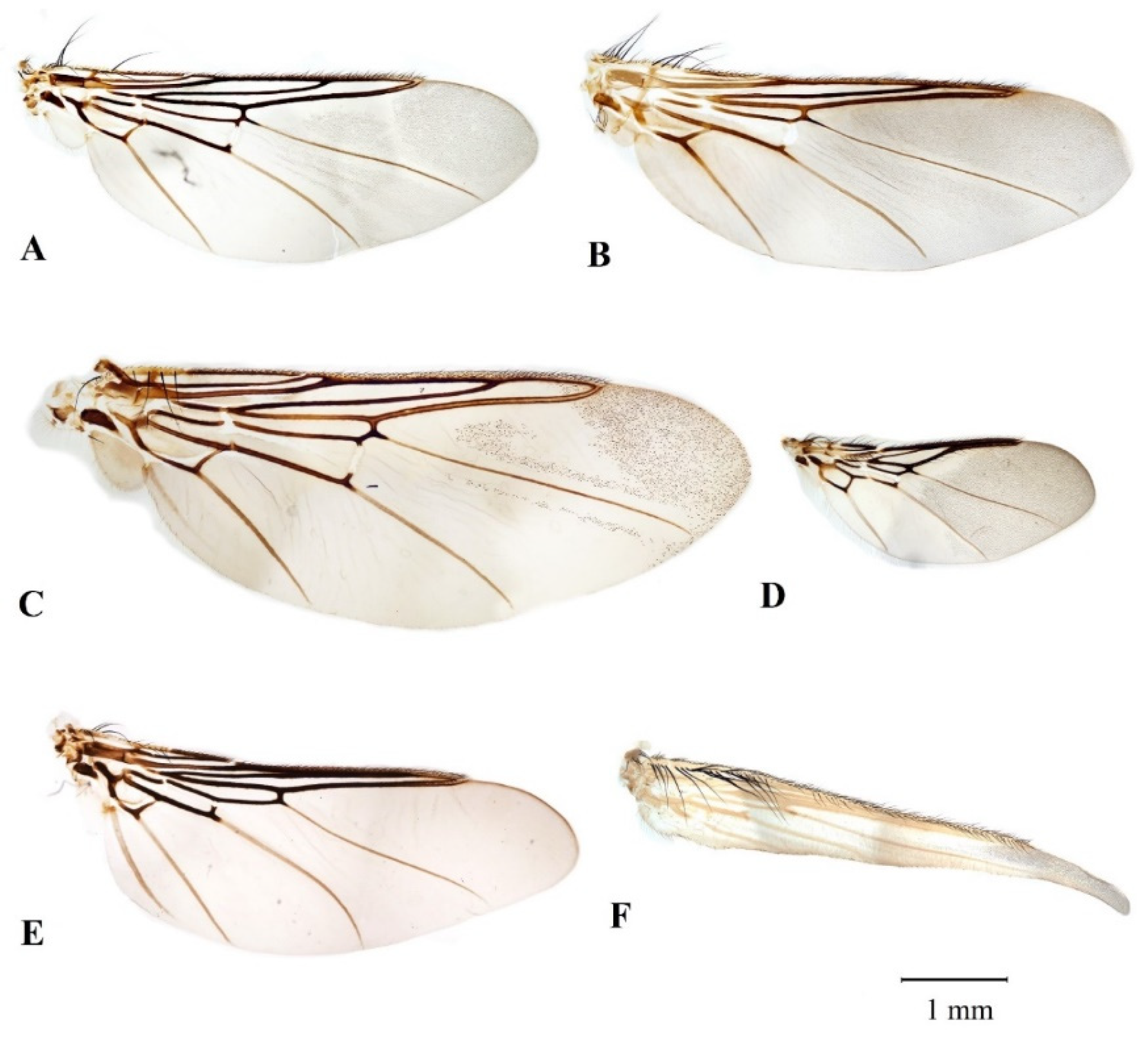 Microorganisms | Free Full-Text | Avian Louse Flies and Their Trypanosomes:  New Vectors, New Lineages and Host&ndash;Parasite Associations