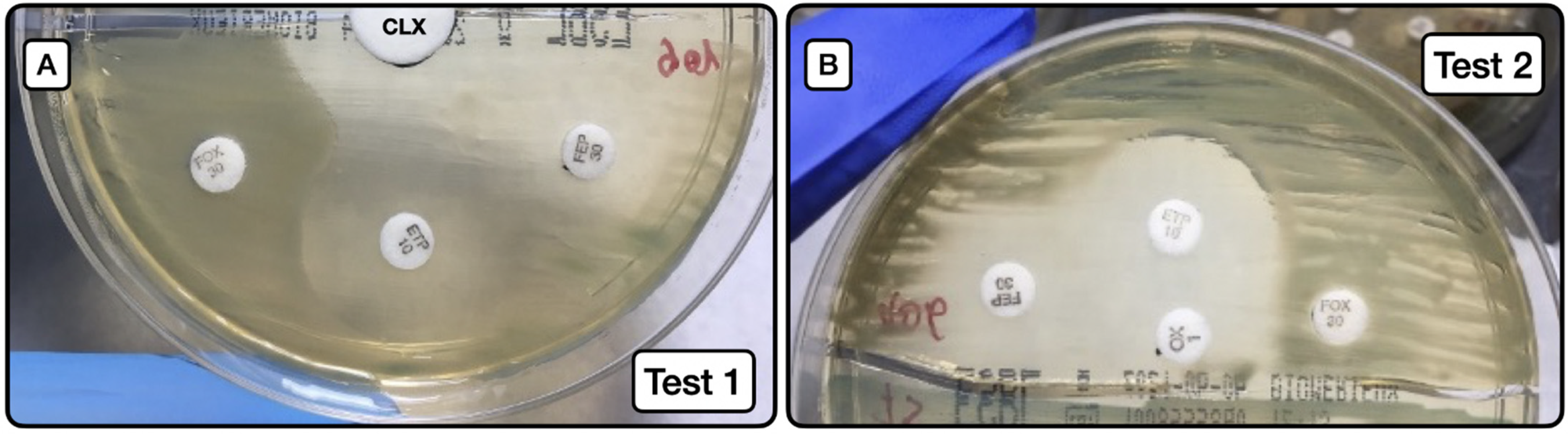 Microorganisms 10 00611 g002 Microorganisms 10 00611 g002