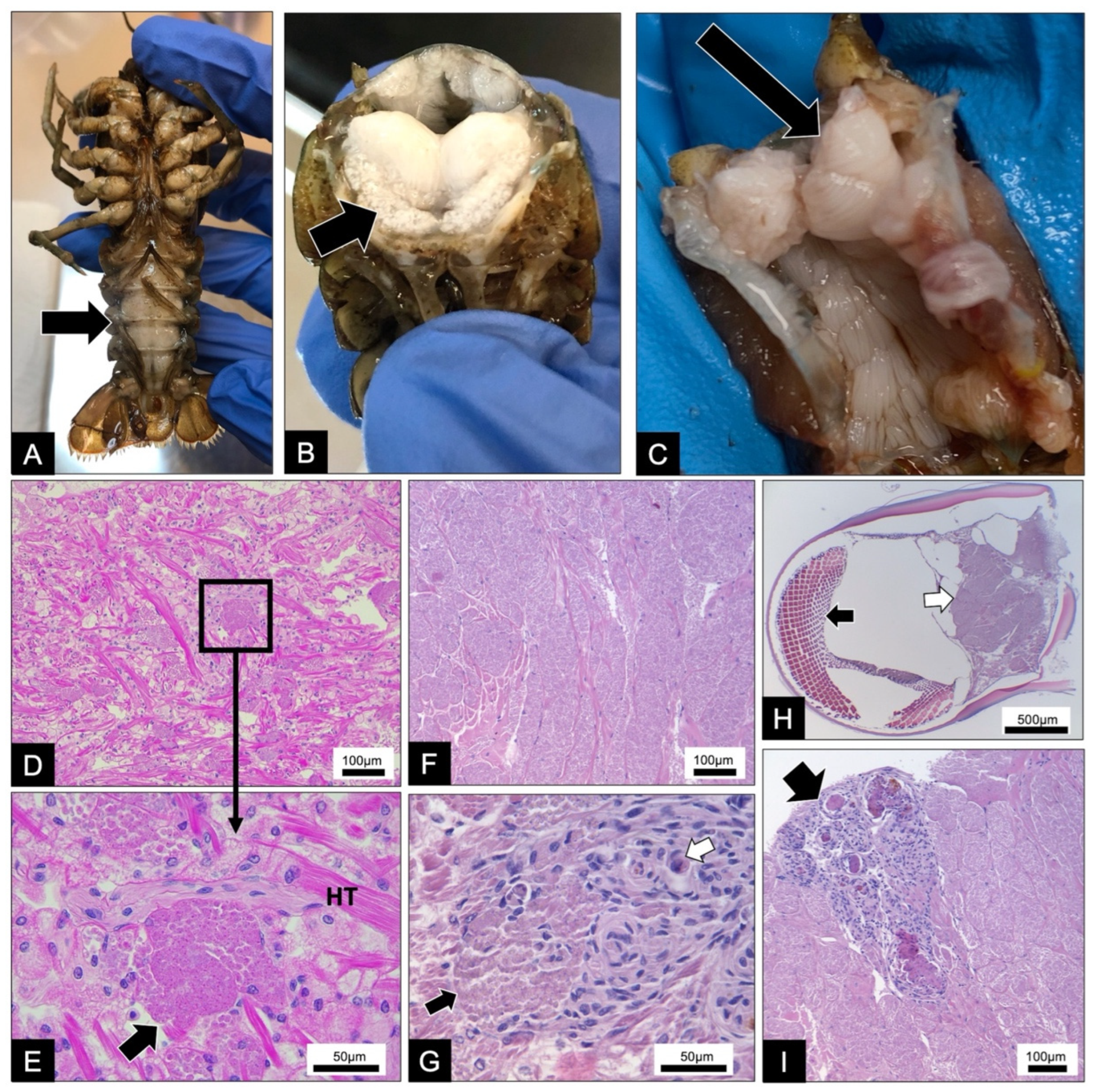 Microorganisms 10 00636 g001