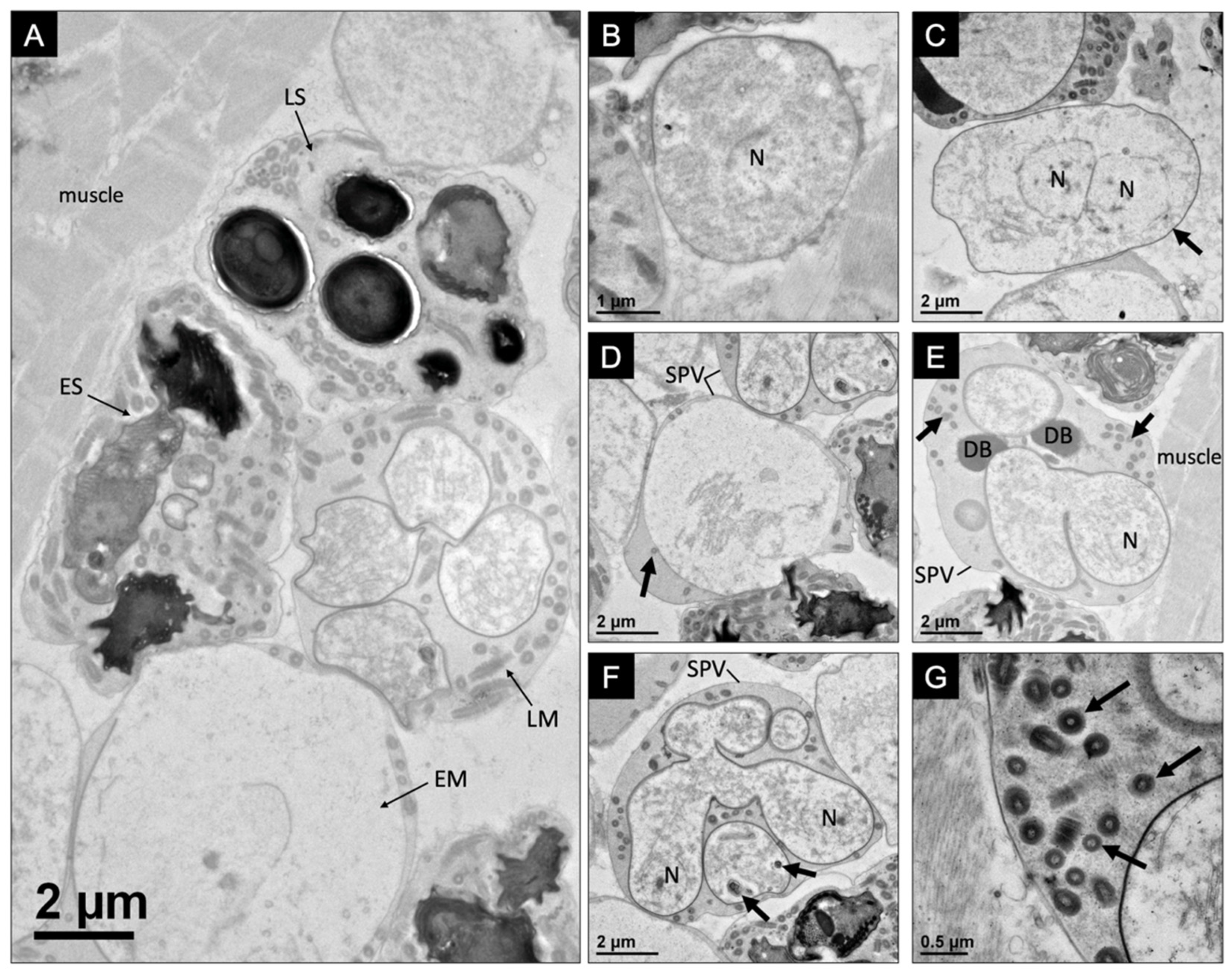 Microorganisms 10 00636 g002