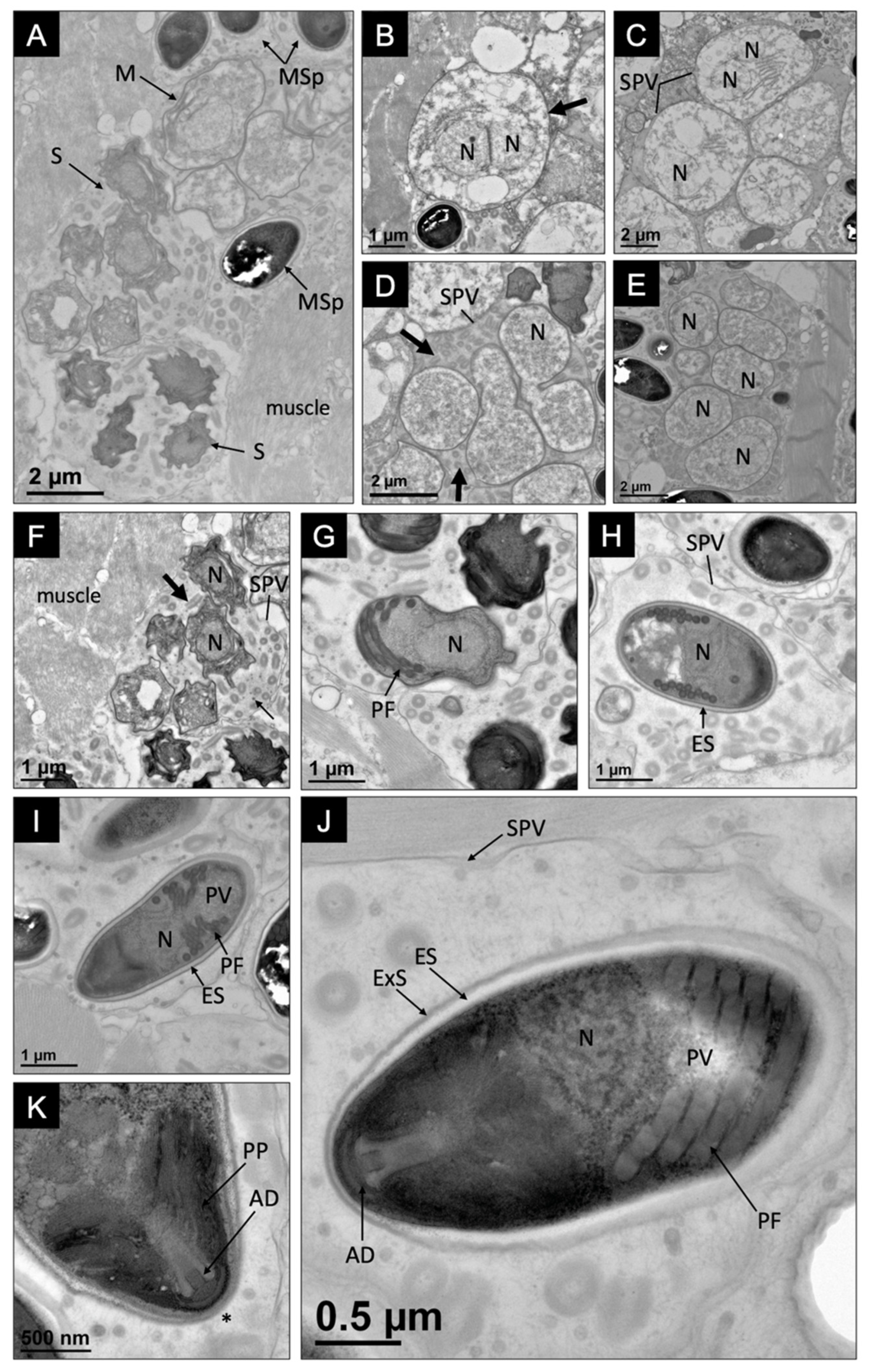 Microorganisms 10 00636 g004