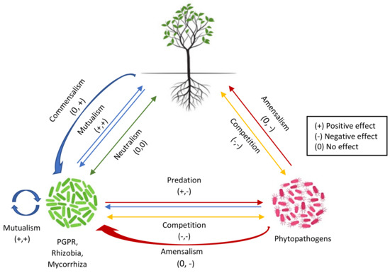 A Rhizosphere-Derived Consortium of Bacillus subtilis and