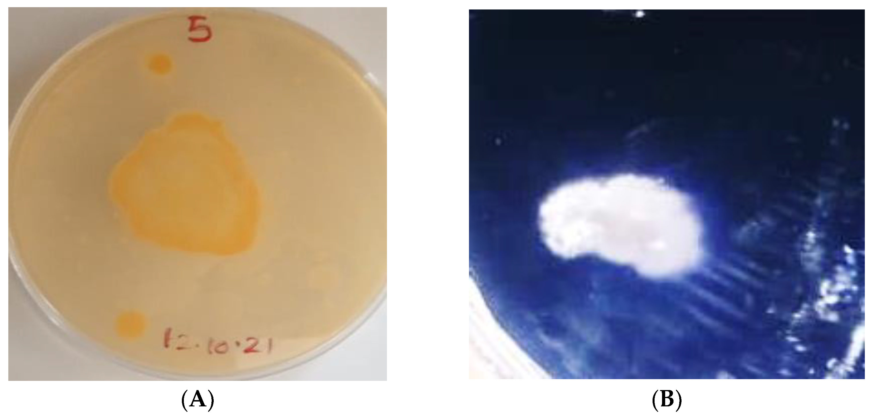 Microorganisms 10 00954 g005 Microorganisms 10 00954 g005