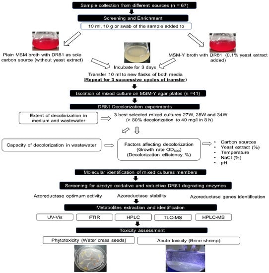 Explorations and Applications of Enzyme-linked Bioremediation of Synthetic  Dyes