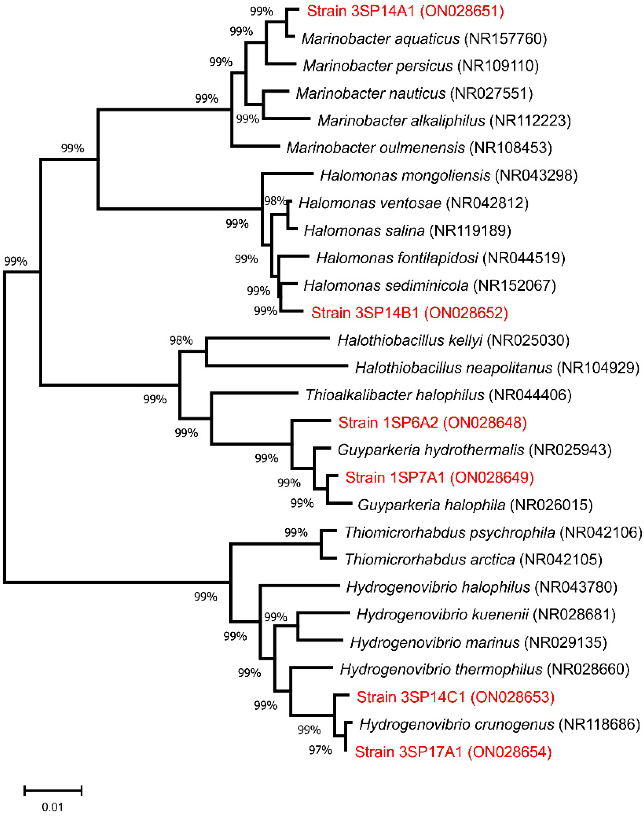 Microorganisms 10 00995 g001