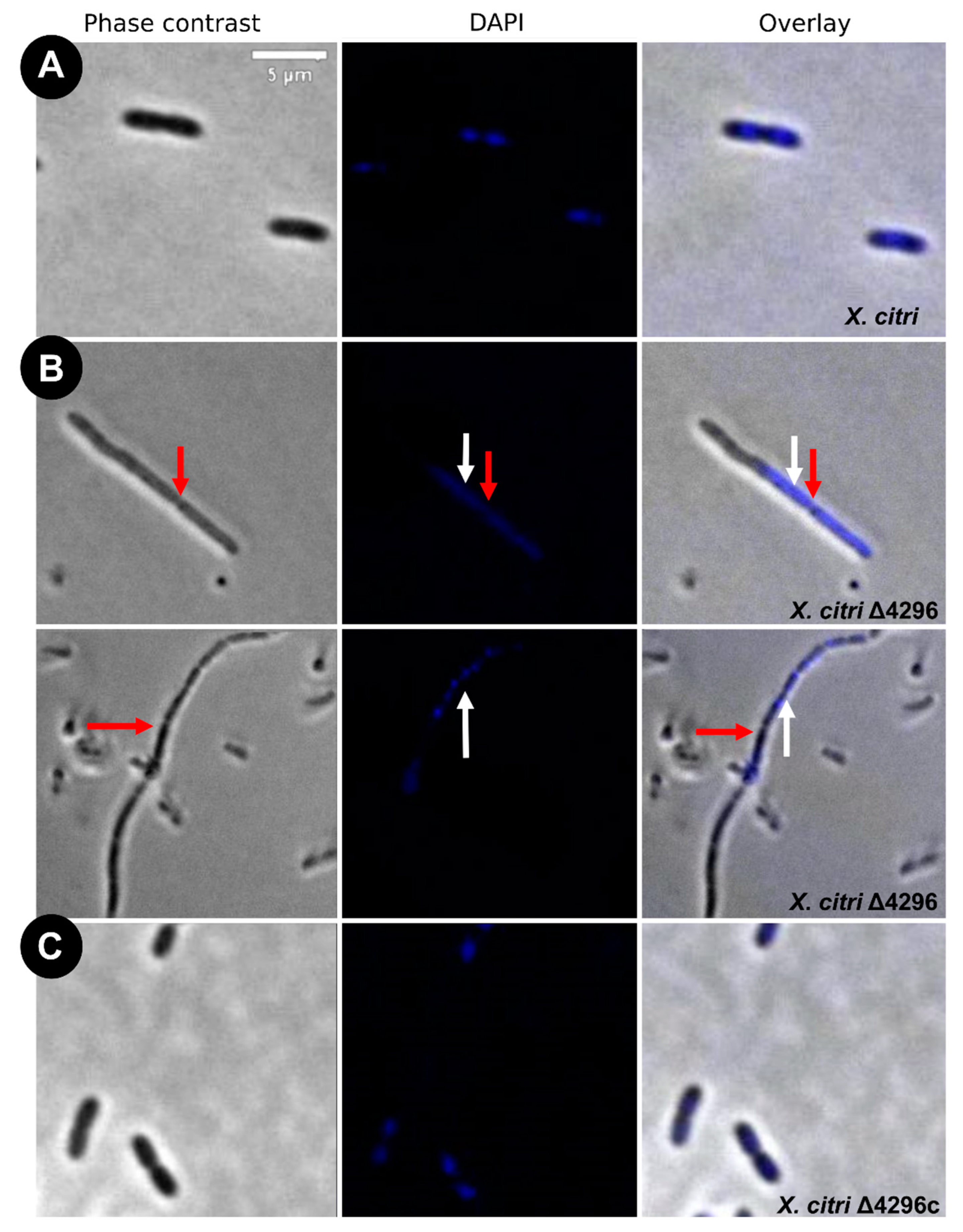 Microorganisms 10 01008 g003