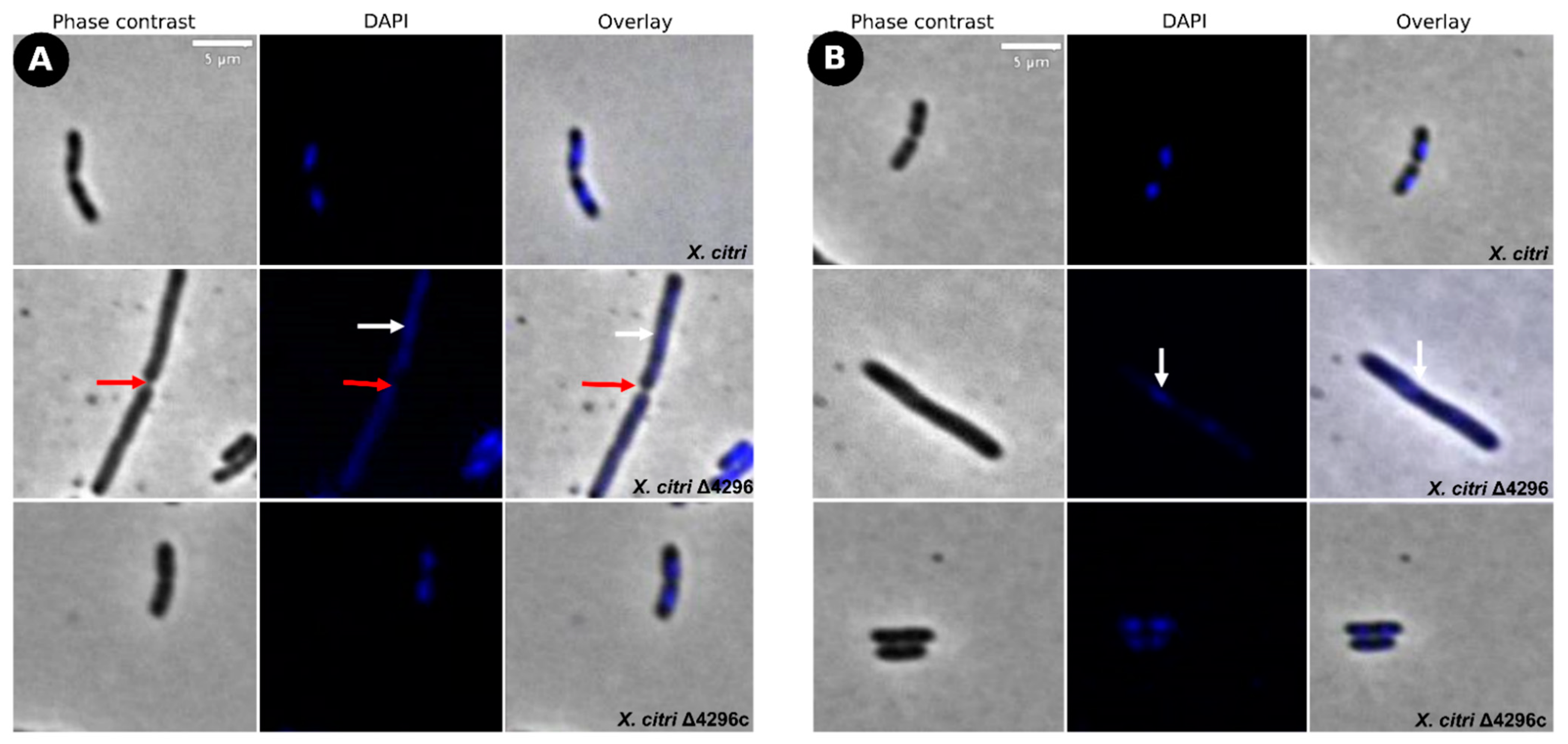 Microorganisms 10 01008 g005