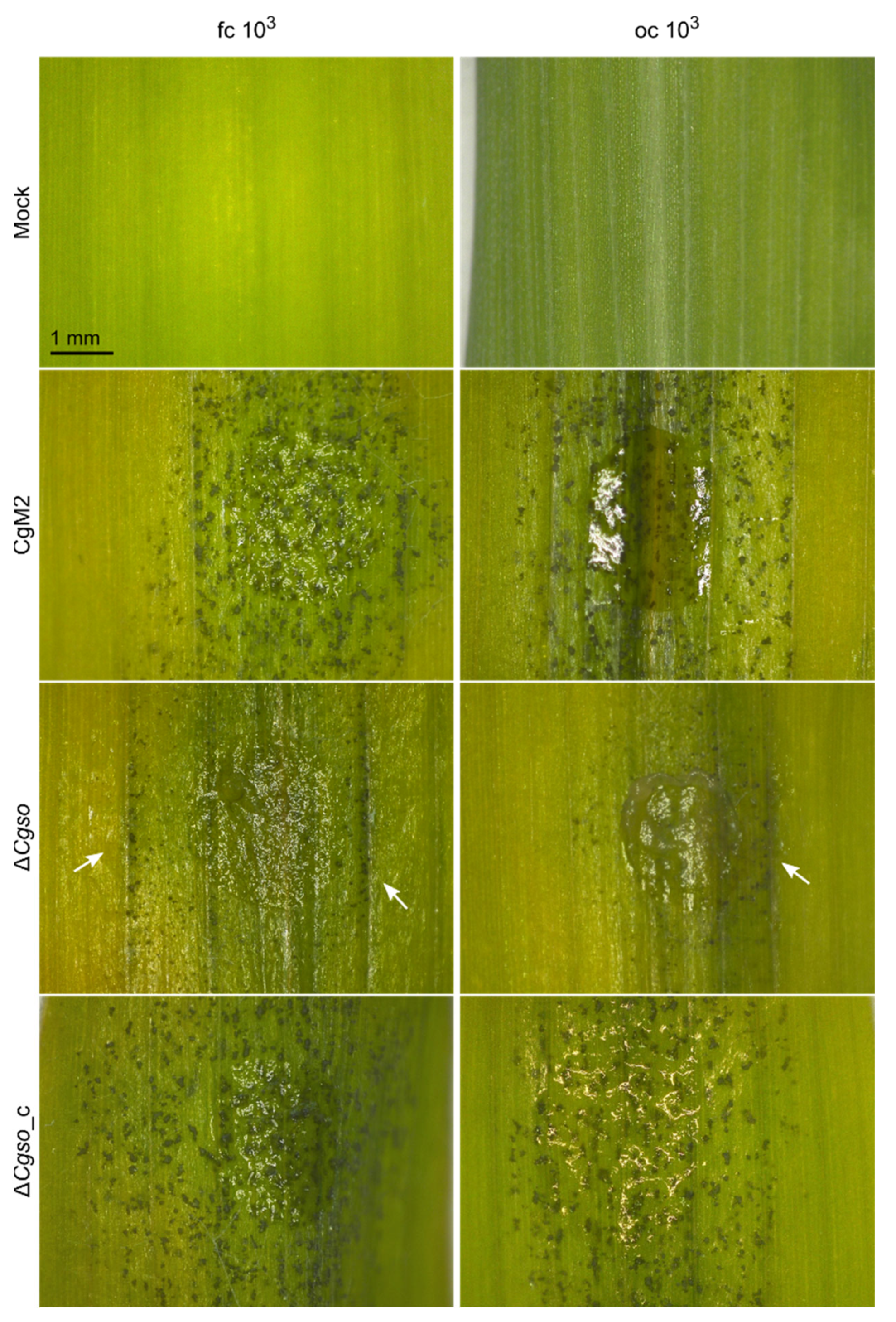 Microorganisms 10 01146 g002