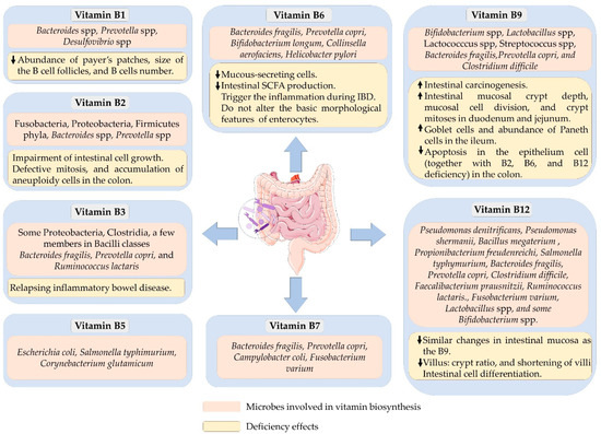 Microorganisms | Free Full-Text | B Vitamins and Their Roles in Gut Health