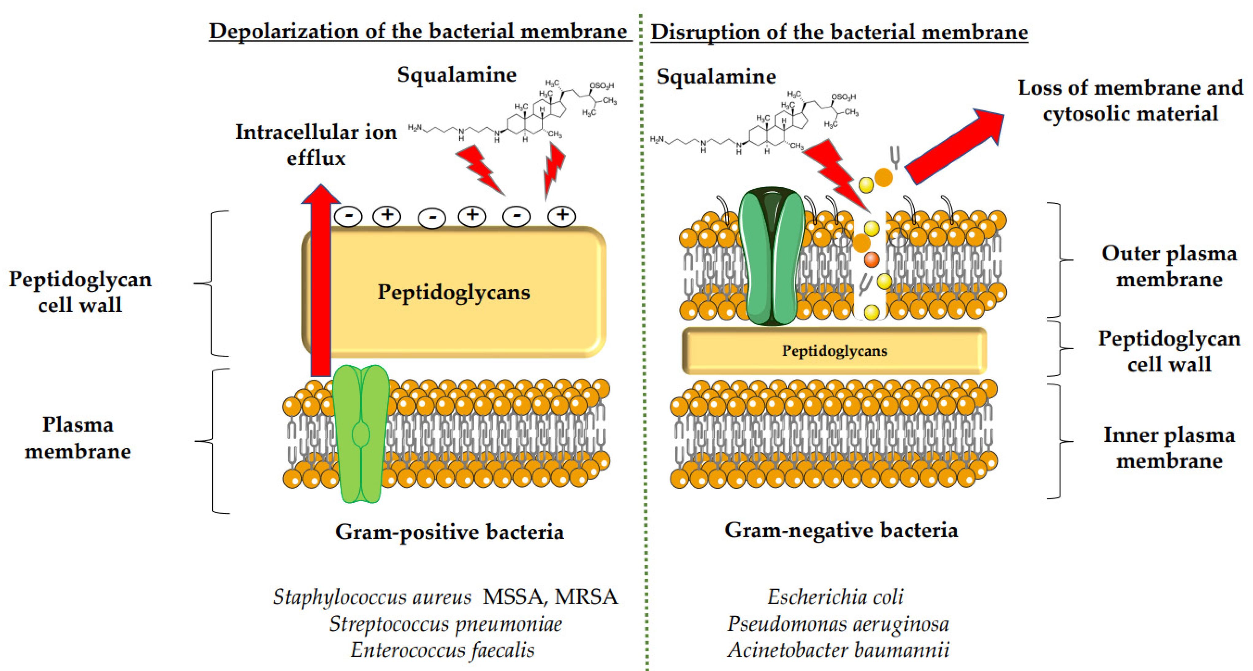 Microorganisms 10 01205 g001 Microorganisms 10 01205 g001