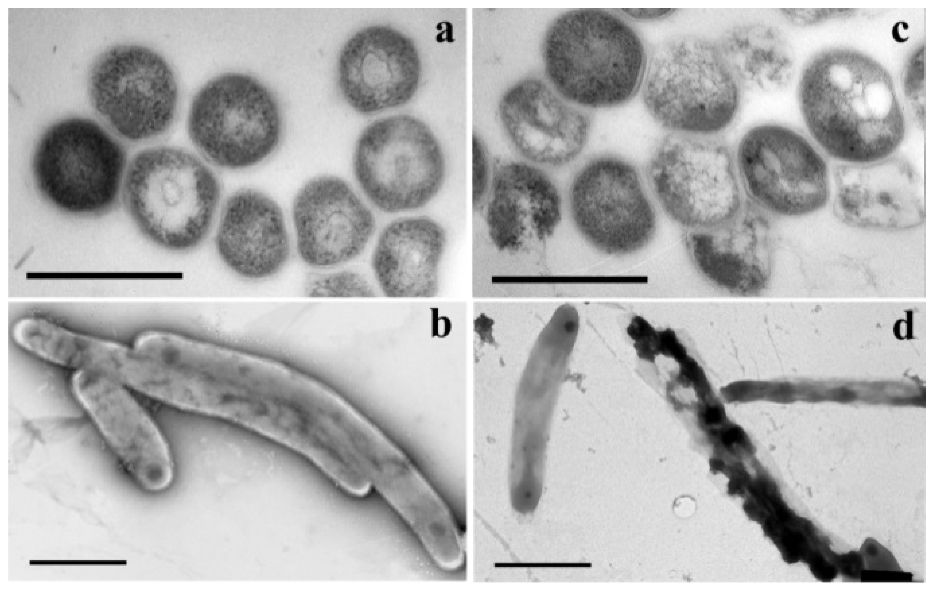 Microorganisms 10 01299 g024