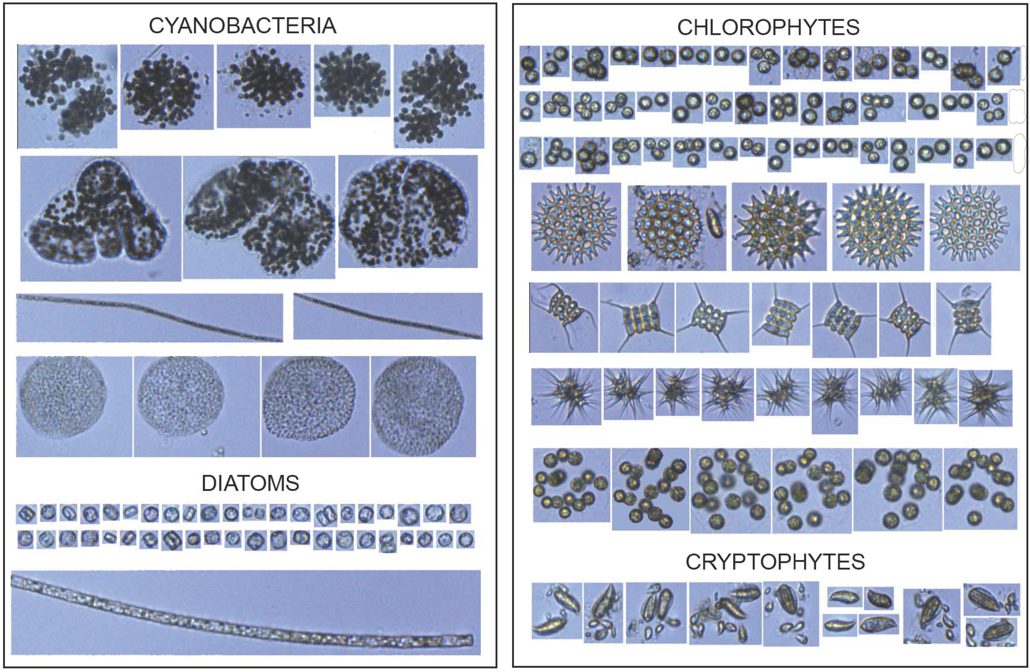 Microorganisms 10 01322 g004