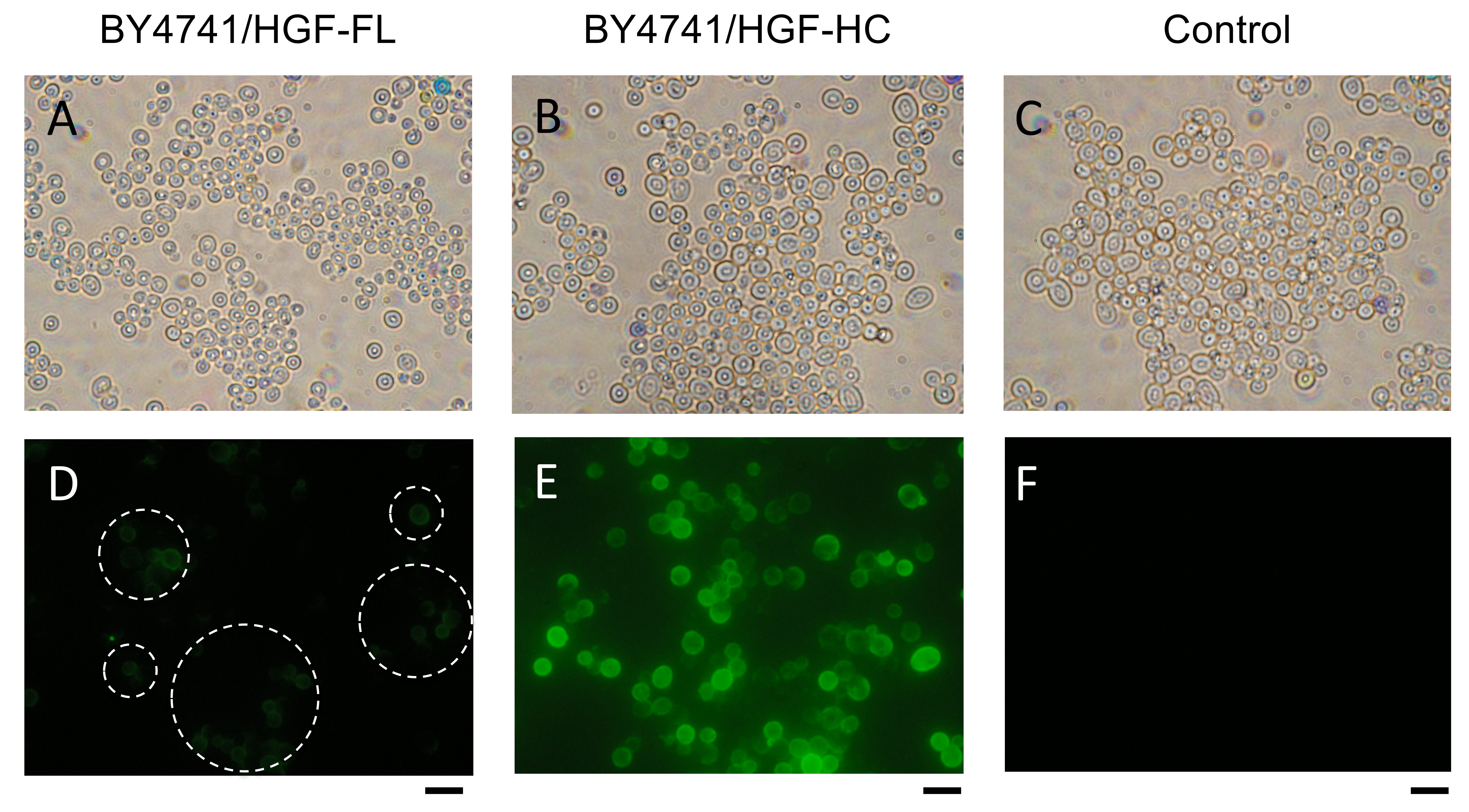 Microorganisms 10 01373 g002 Microorganisms 10 01373 g002