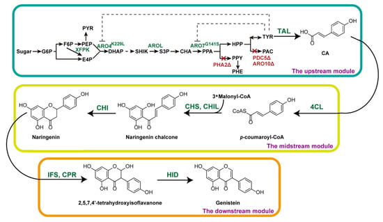 Microorganisms | Free Full-Text | Modular Engineering of Saccharomyces ...