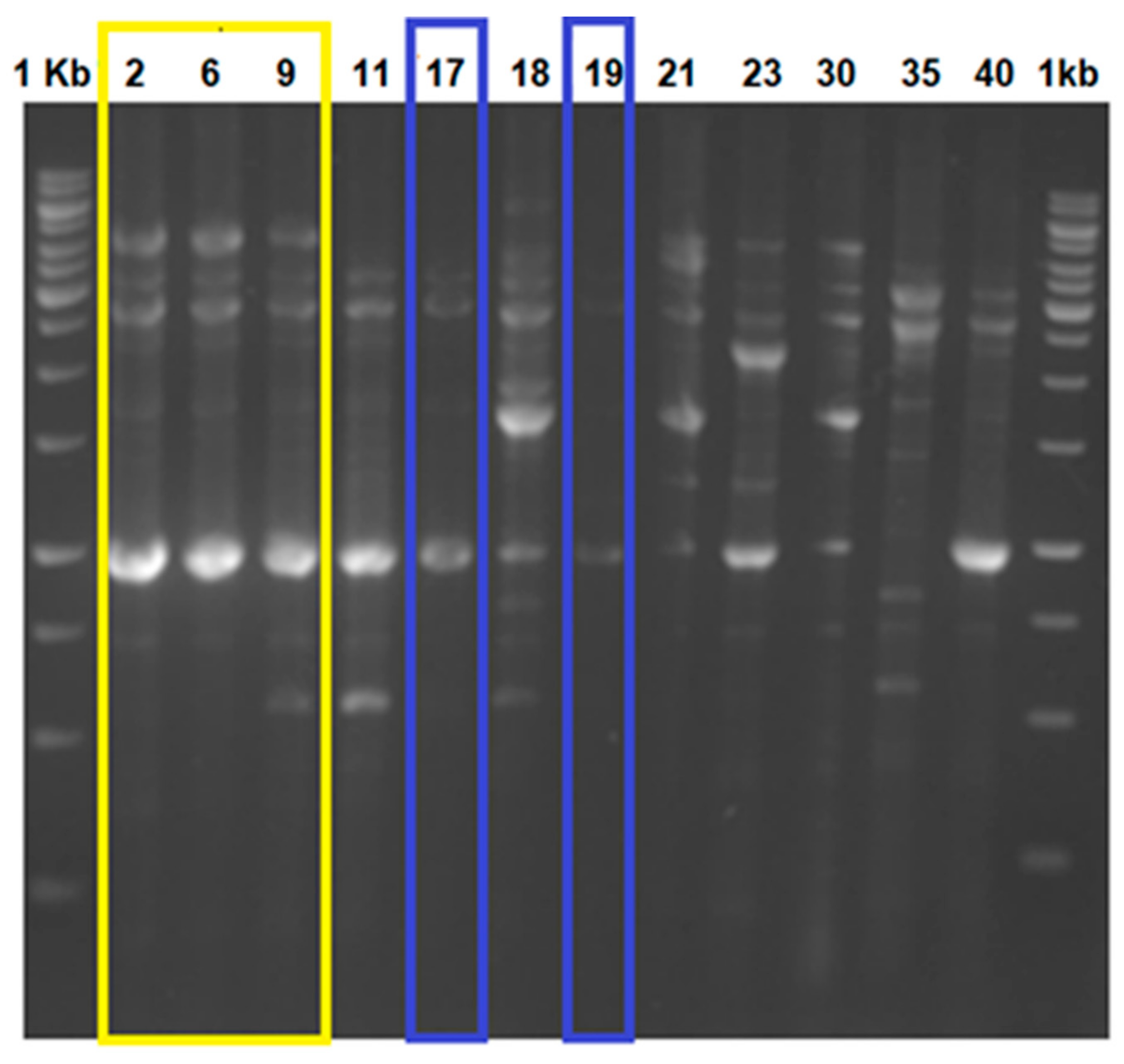 Microorganisms 10 01423 g001