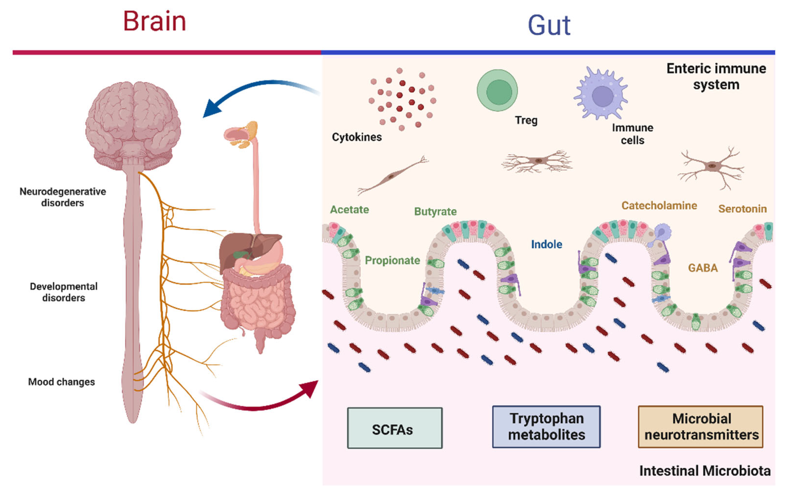 Microorganisms | Free Full-Text Health Protecting Probiotics: | the from Our Gut