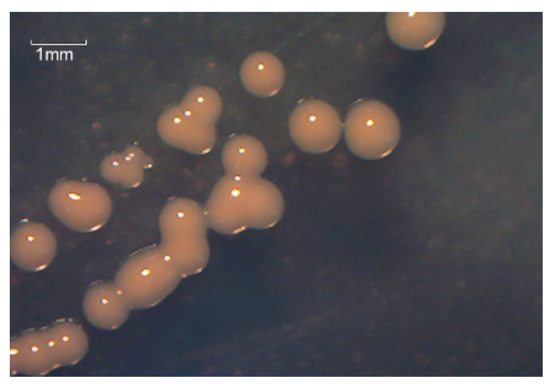 Microorganisms 10 01441 g001 Microorganisms 10 01441 g001