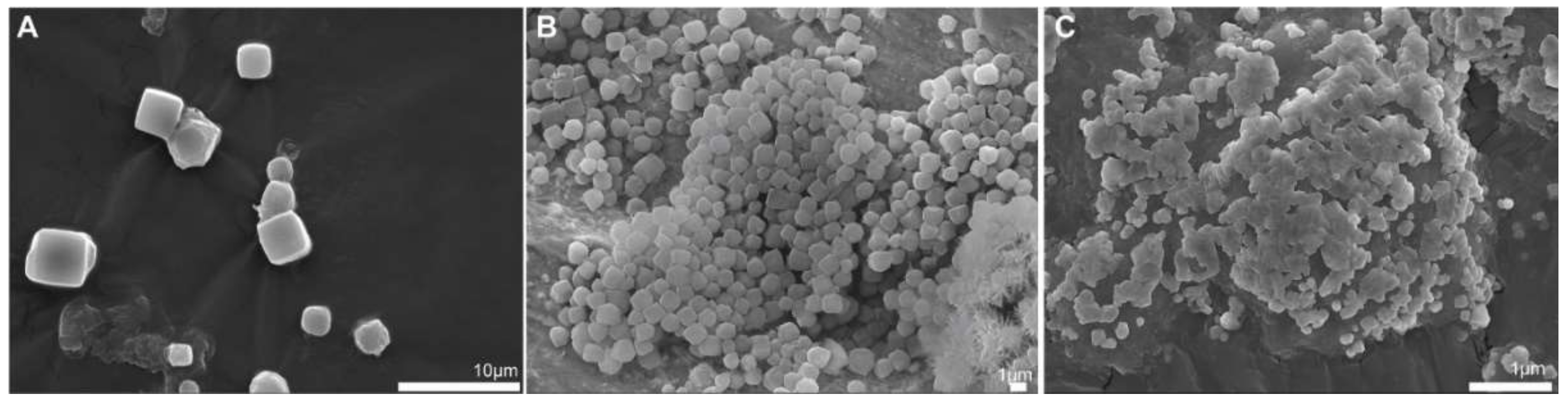 Microorganisms 10 01451 g002 Microorganisms 10 01451 g002