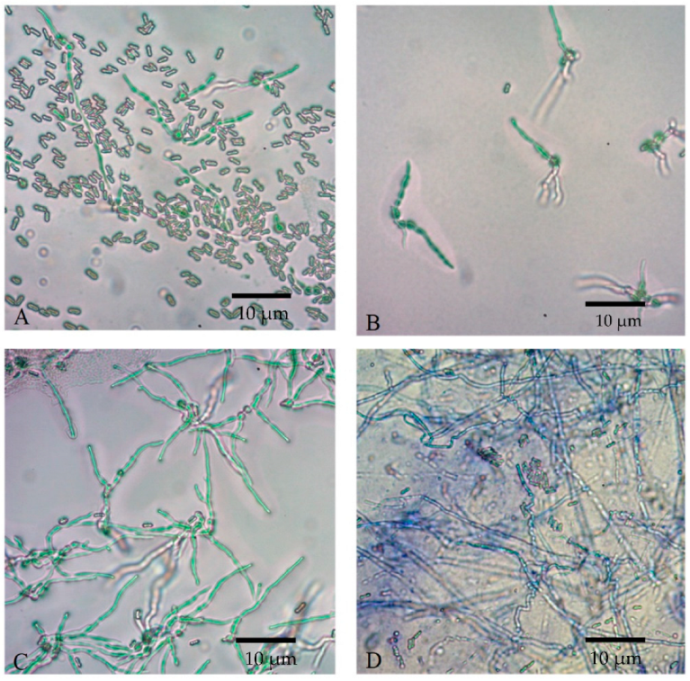 Microorganisms 10 01460 g008 Microorganisms 10 01460 g008