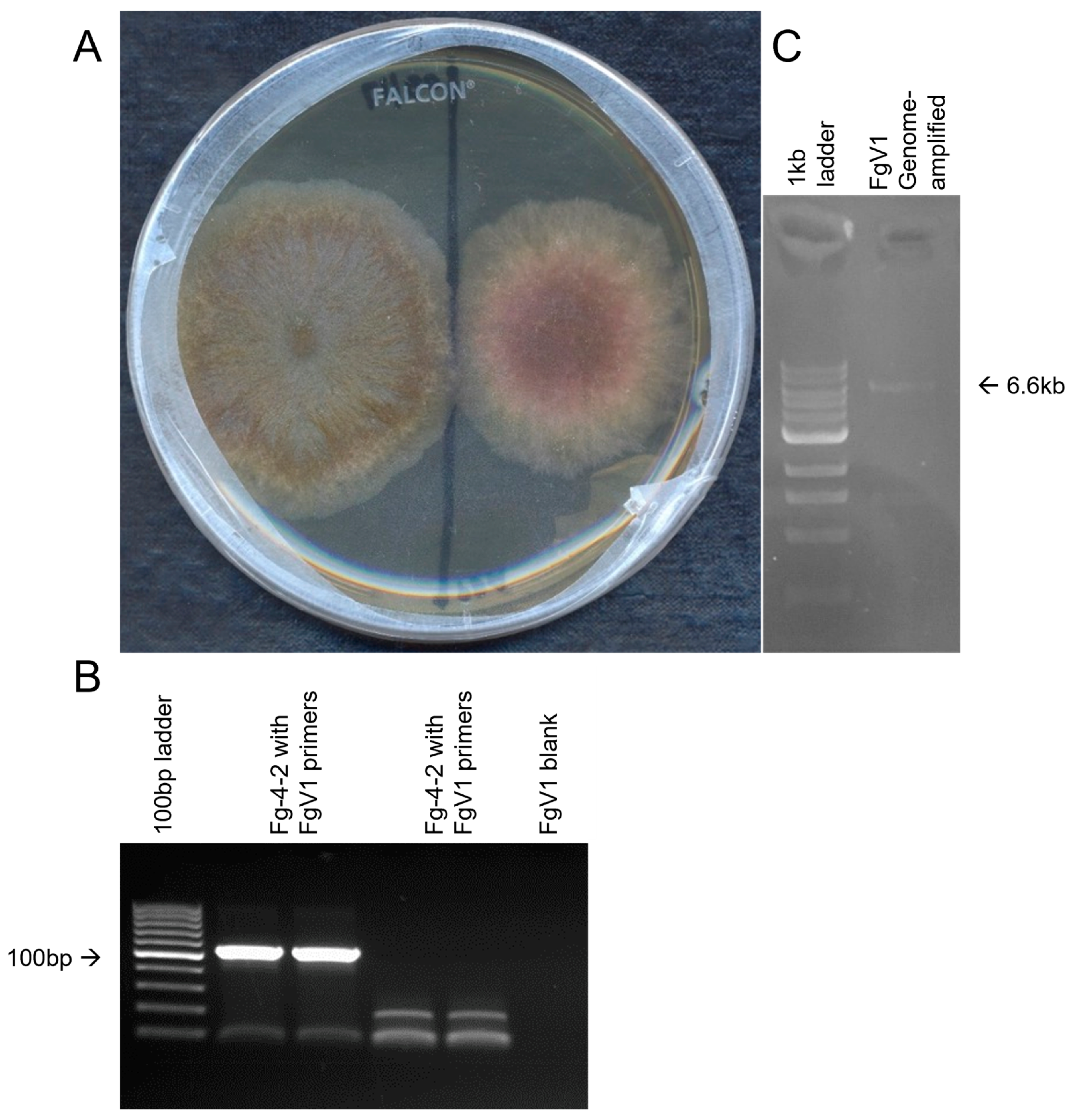 Microorganisms 10 01484 g001