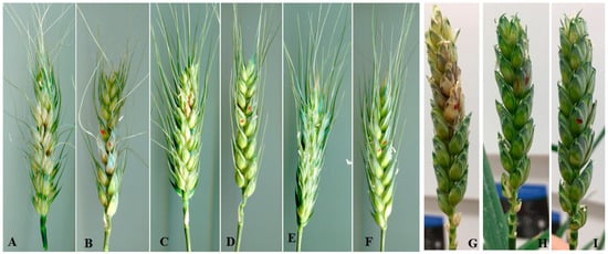 Microorganisms | Free Full-Text | Fusarium Graminearum Virus-1 Strain ...