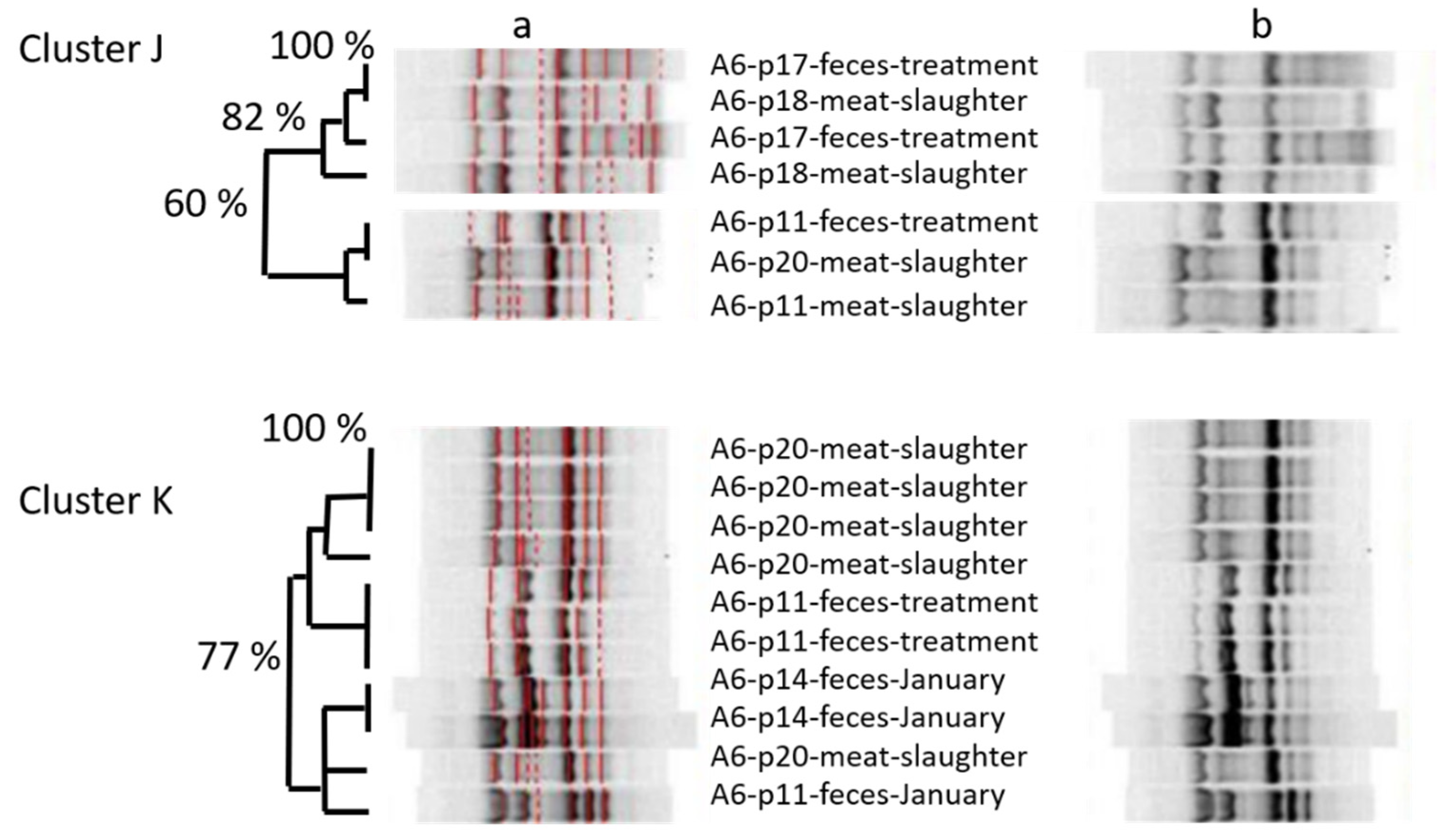 Microorganisms | Free Full-Text | Tracking Antimicrobial Resistant E. coli  from Pigs on Farm to Pork at Slaughter