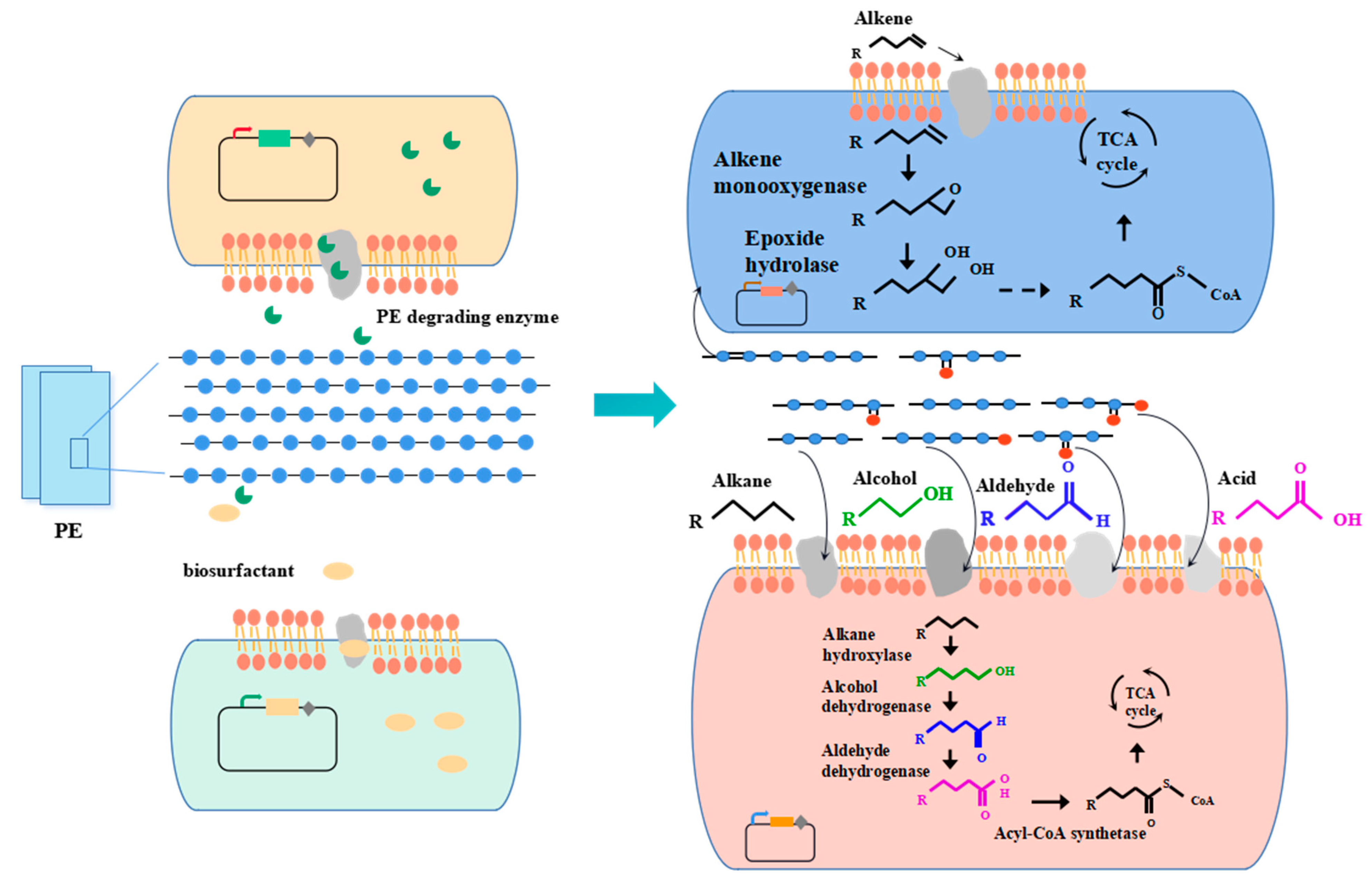 Microorganisms 10 01537 g003