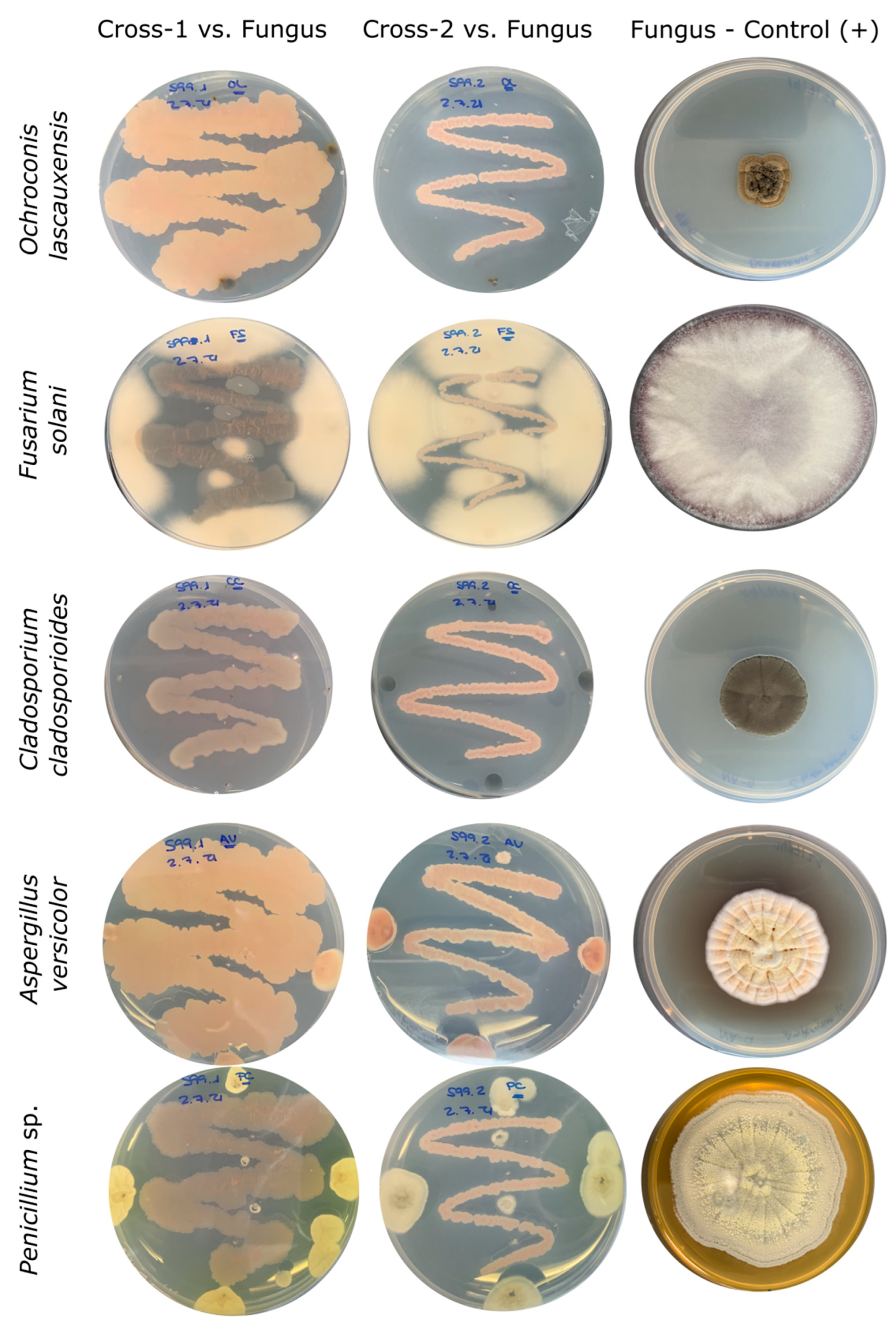 Microorganisms 10 01575 g003