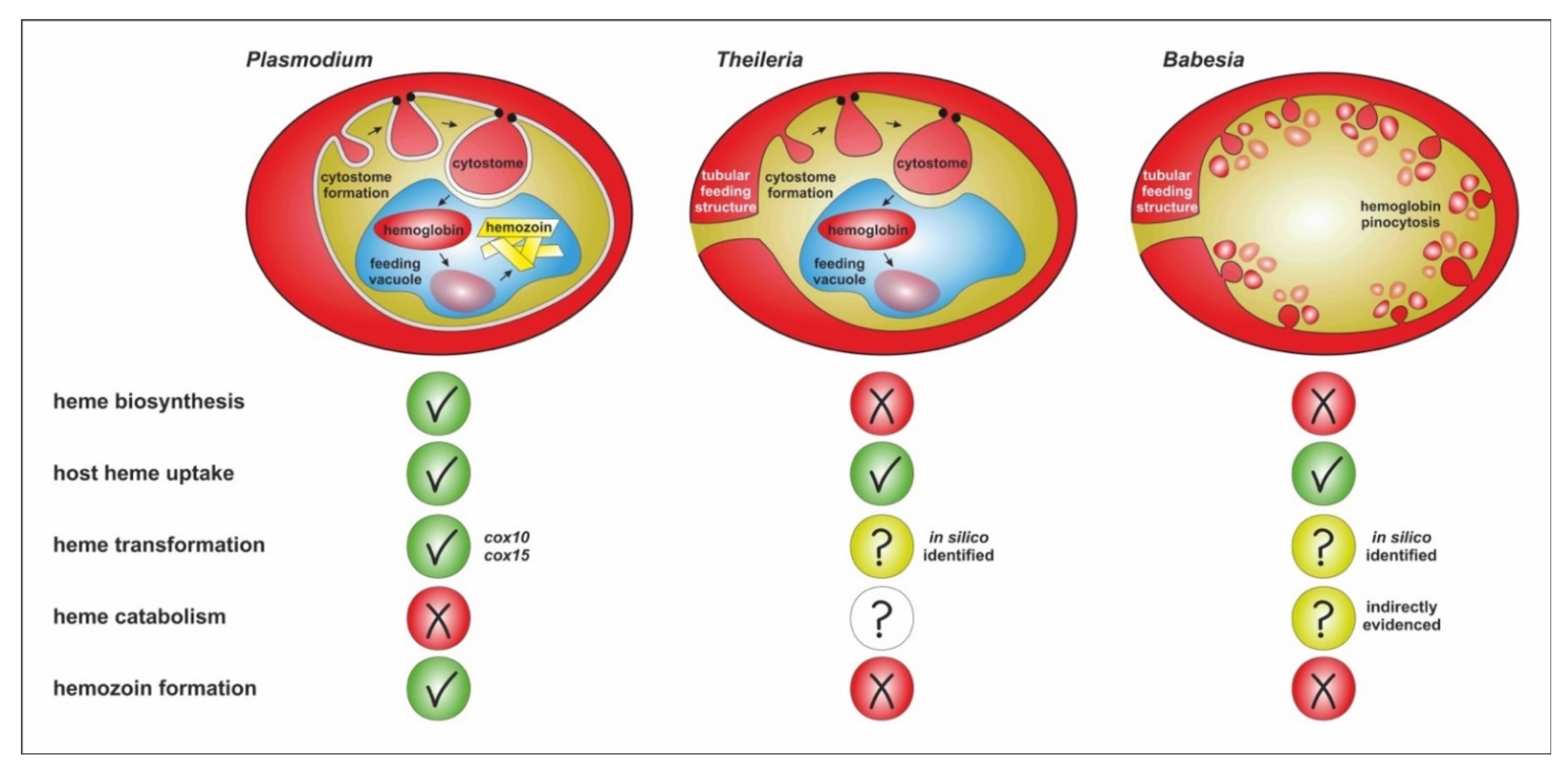 life-cycle-of-red-blood-cells-diagram