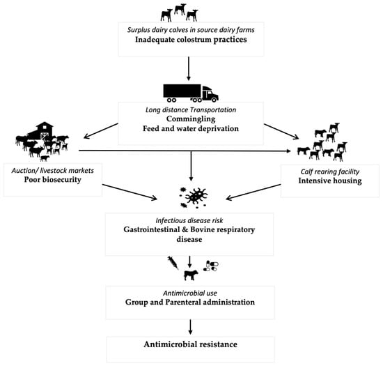 Microorganisms | Free Full-Text | Antimicrobial Use and Resistance in  Surplus Dairy Calf Production Systems