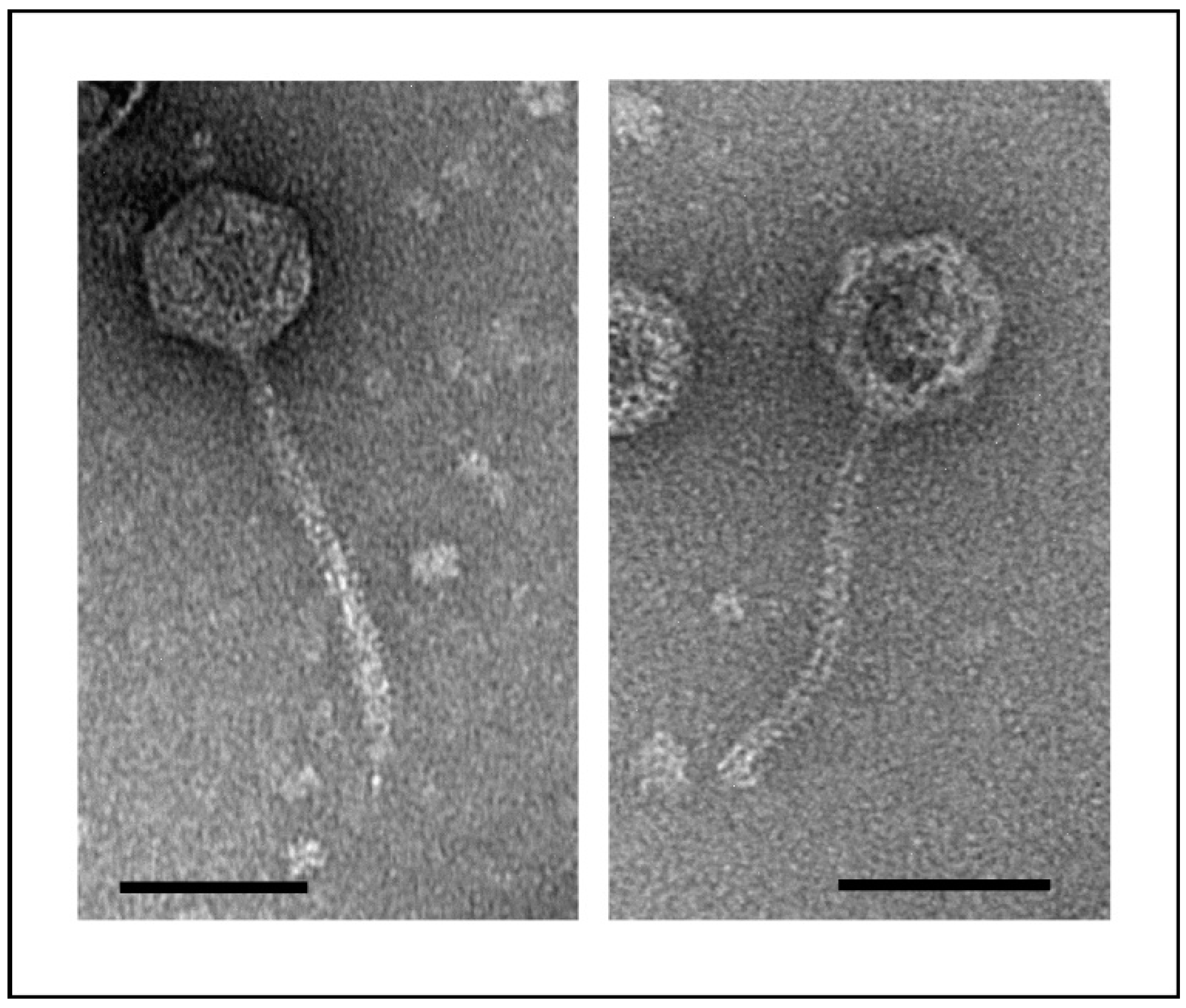 Microorganisms 10 01674 g001 Microorganisms 10 01674 g001