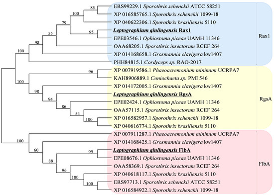 Microorganisms | Free Full-Text | Phylogeny of Regulators of G-Protein  Signaling Genes in Leptographium qinlingensis and Expression Levels of  Three RGSs in Response to Different Terpenoids