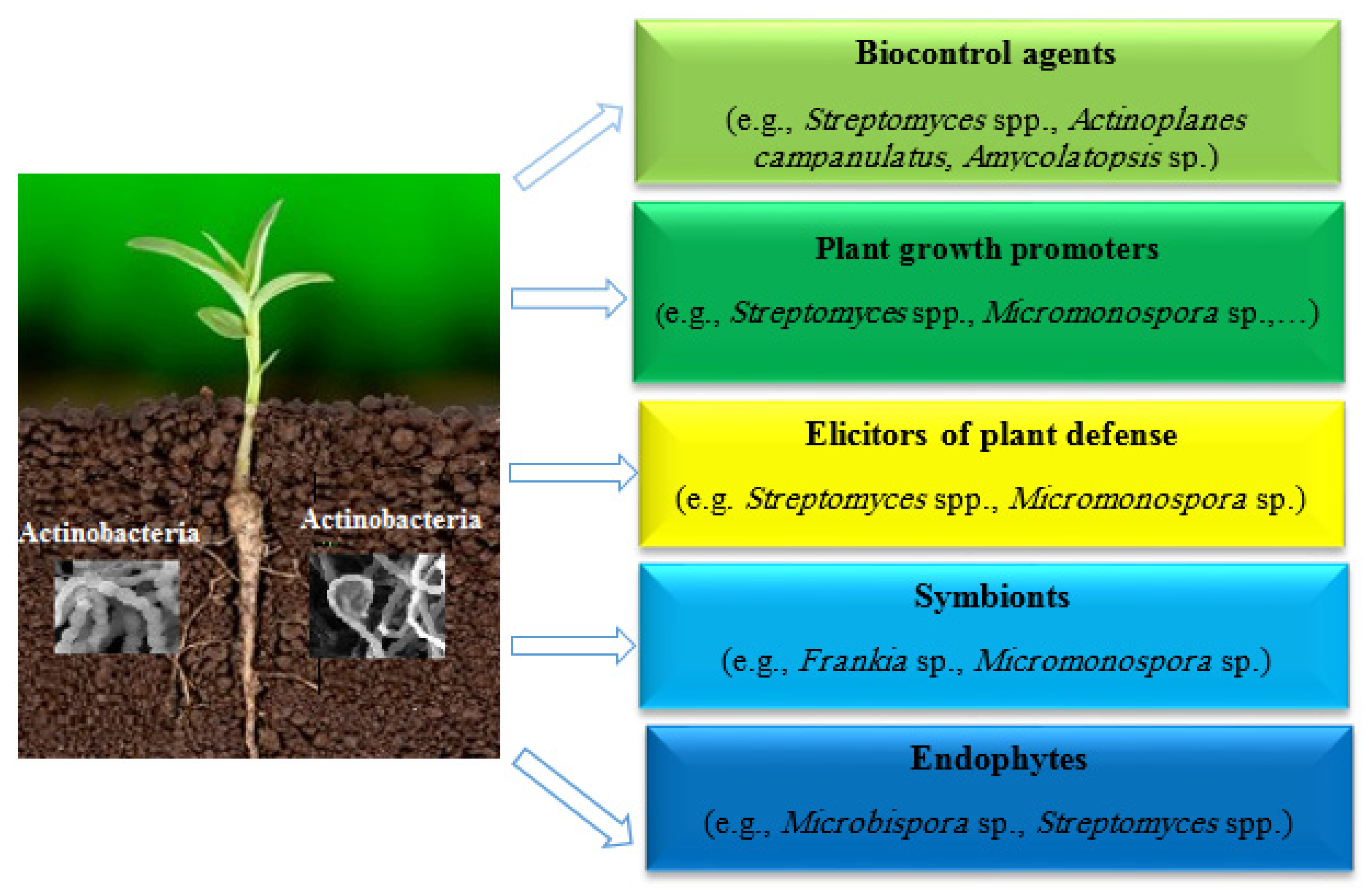 Microorganisms Free Full Text Actinobacteria As Effective Biocontrol Agents Against Plant 8454