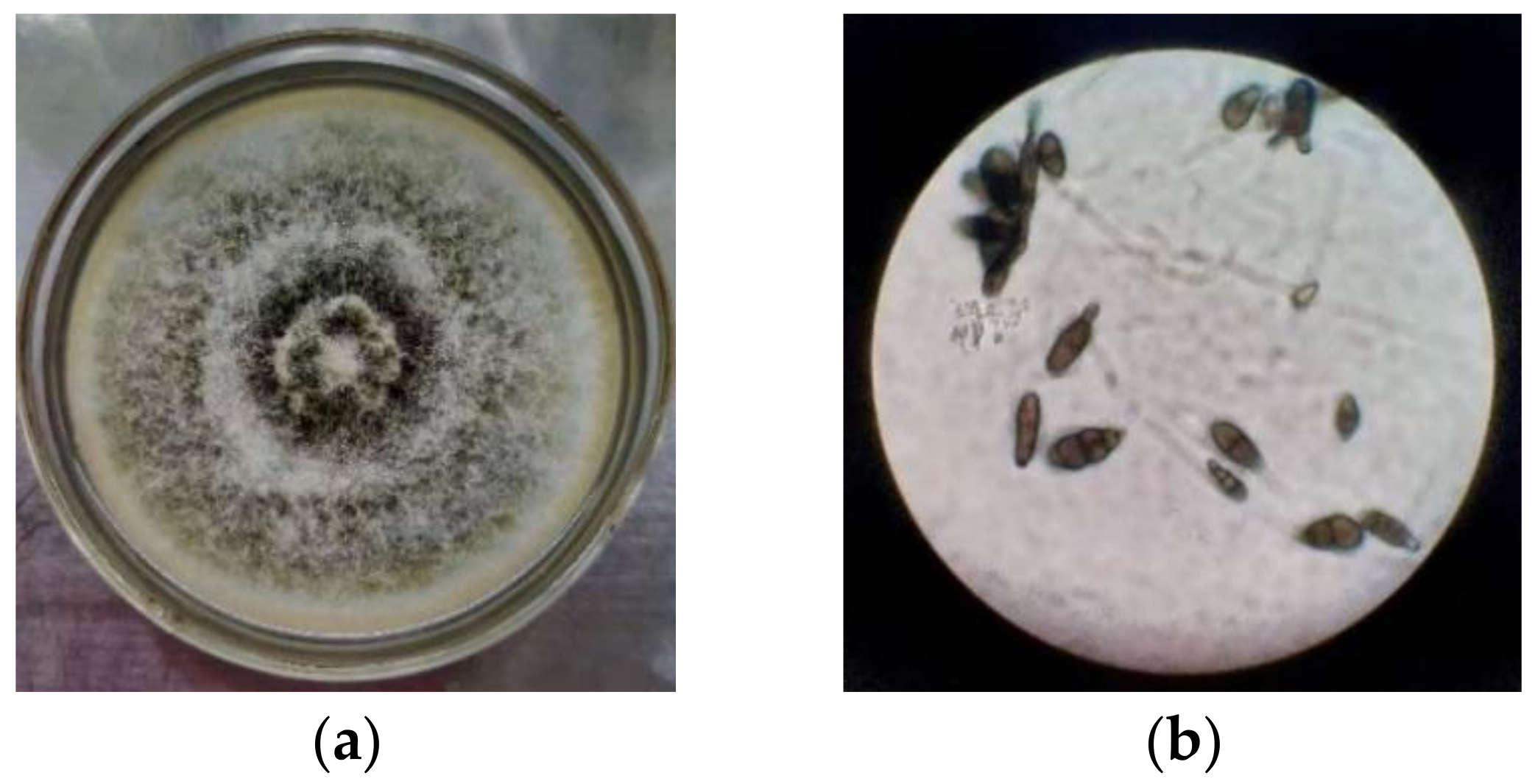 Microorganisms 10 01789 g001