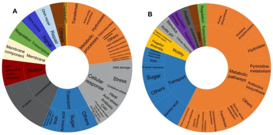 ybaY protein (Escherichia coli K12) - STRING interaction network