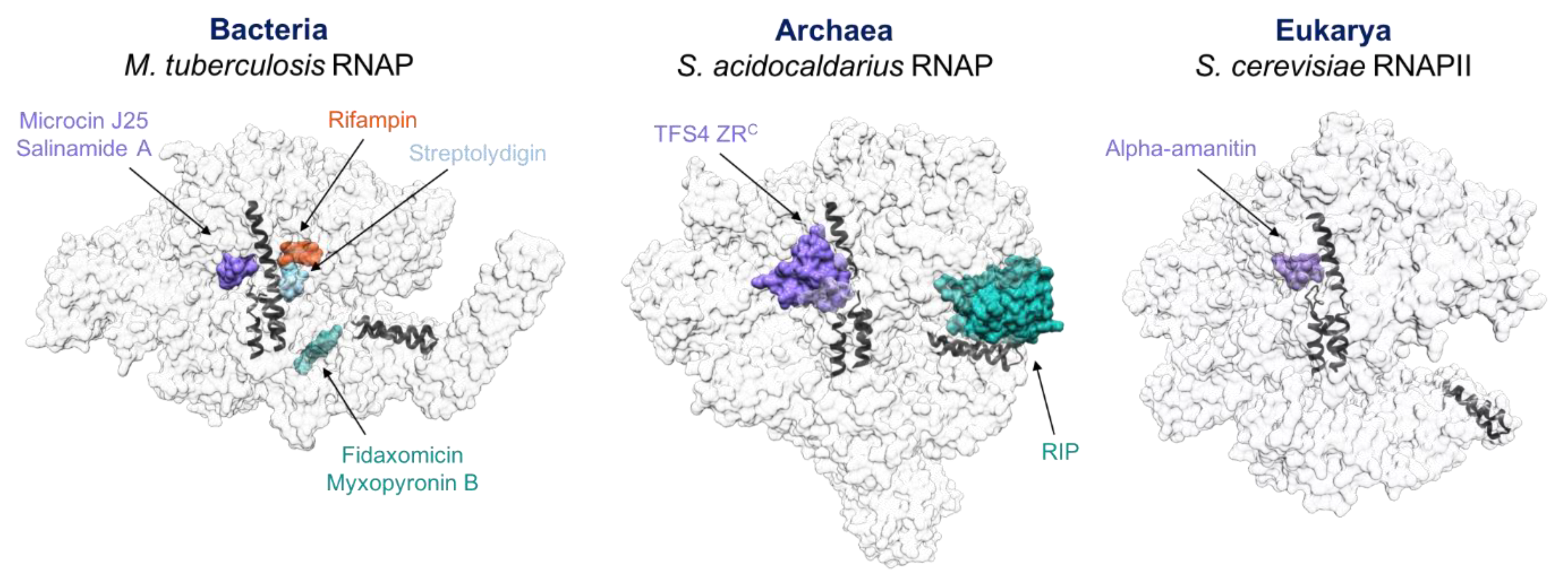 Microorganisms 10 01824 g004