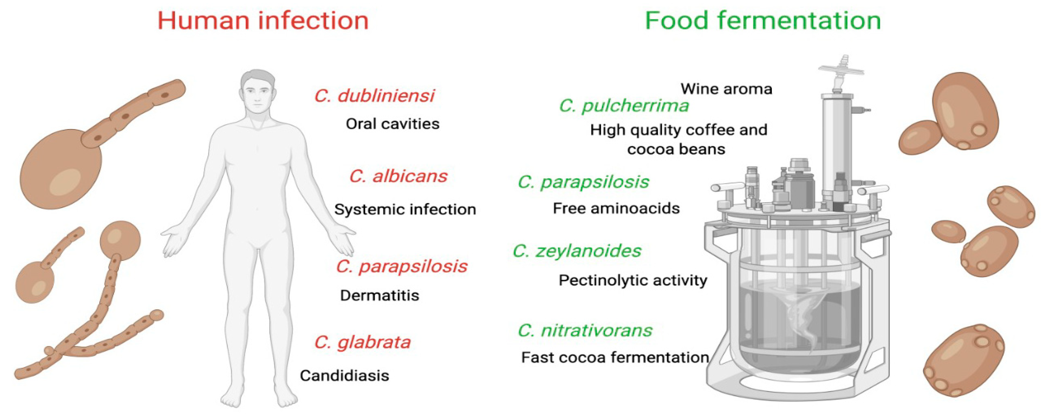 Microorganisms | Free Full-Text | What Is Candida Doing in My Food? A  Review and Safety Alert on Its Use as Starter Cultures in Fermented Foods
